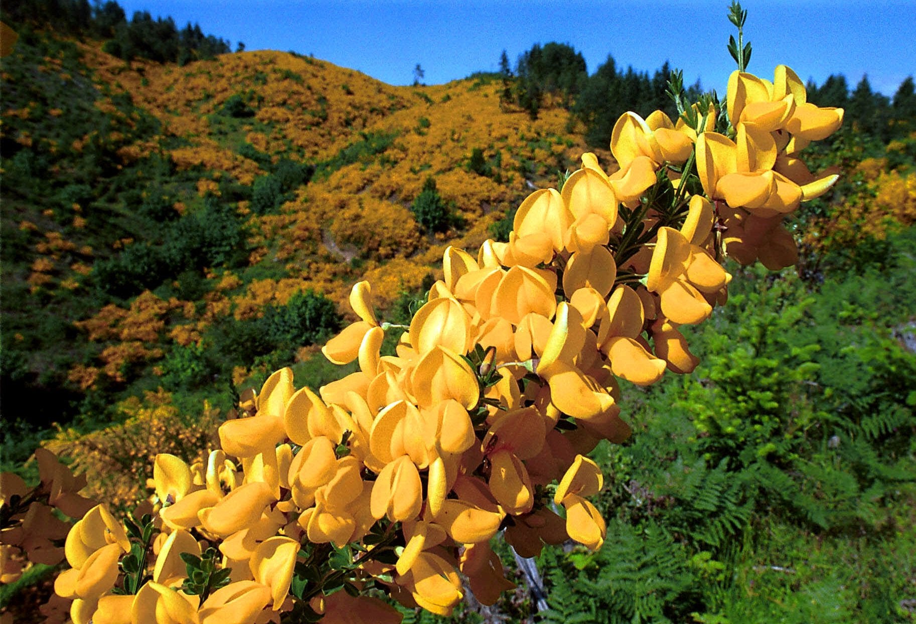 Ein Tal in der Nähe von Sutherlin, Oregon, ist am 3. Juni 1999 vollständig mit Ginster bedeckt.