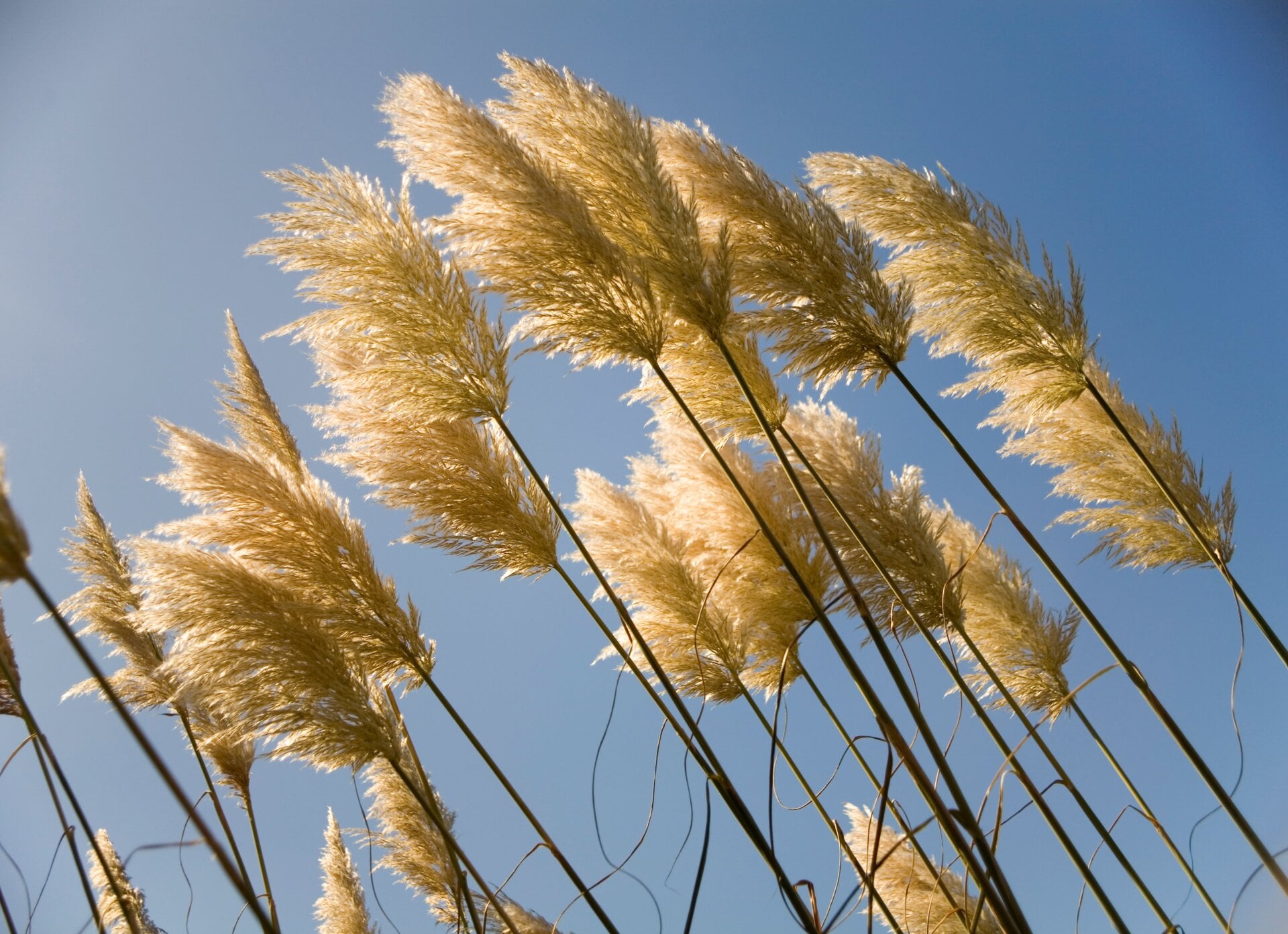 Dieses dekorative „Gras“ ist an der Westküste tatsächlich invasiv. 