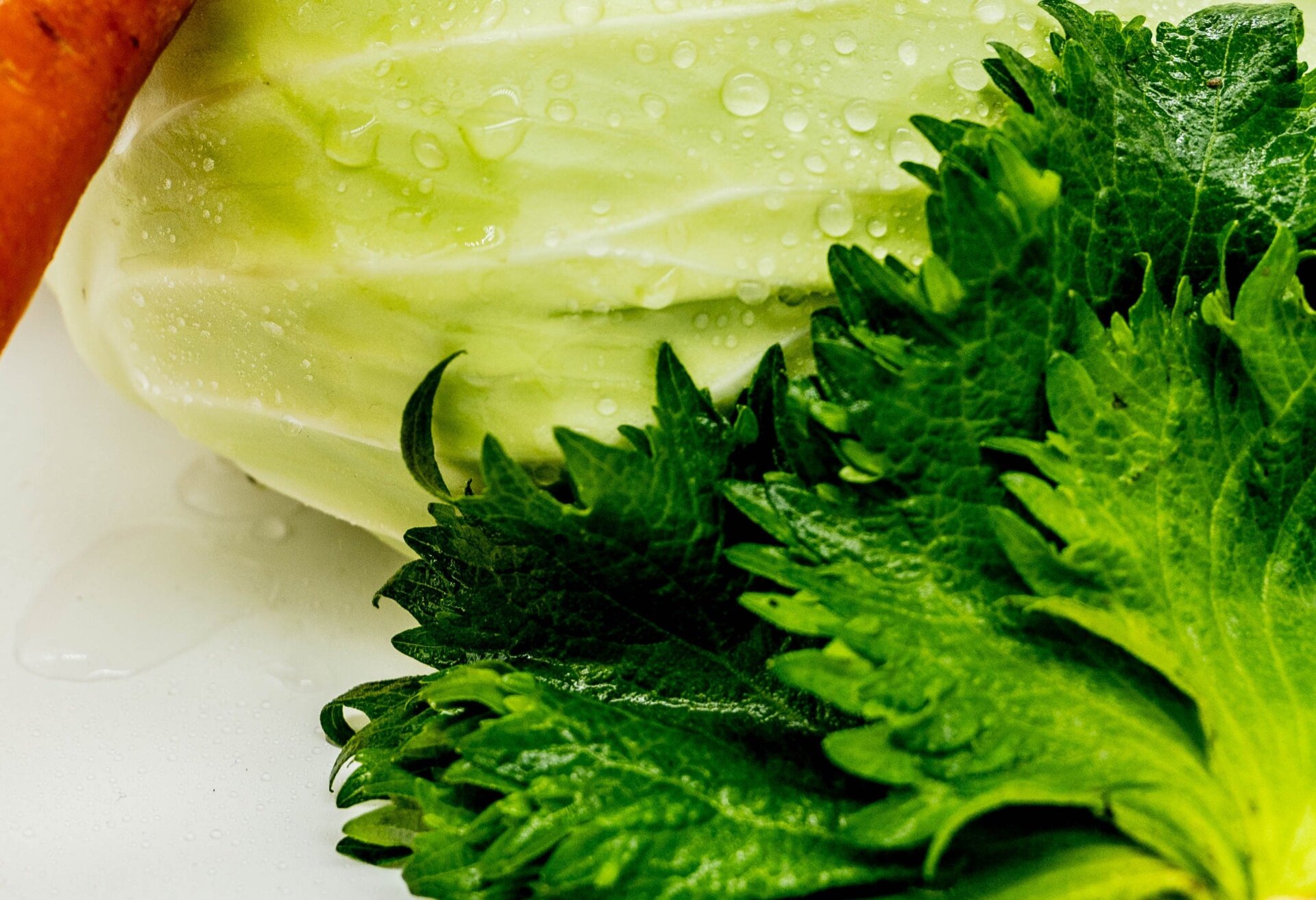 Perilla wird in mehreren asiatischen Ländern häufig in der Küche verwendet. Es ist auch ein Salatgrün. 