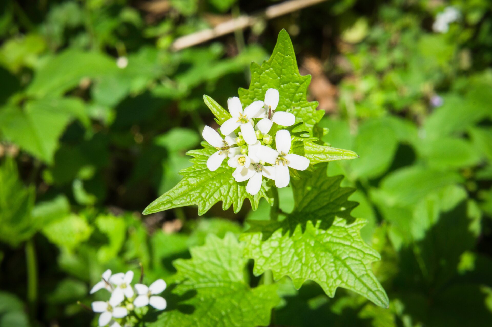 Die Alliaria petiolata oder Knoblauchsrauke blüht in einem Garten in der Tschechischen Republik. 