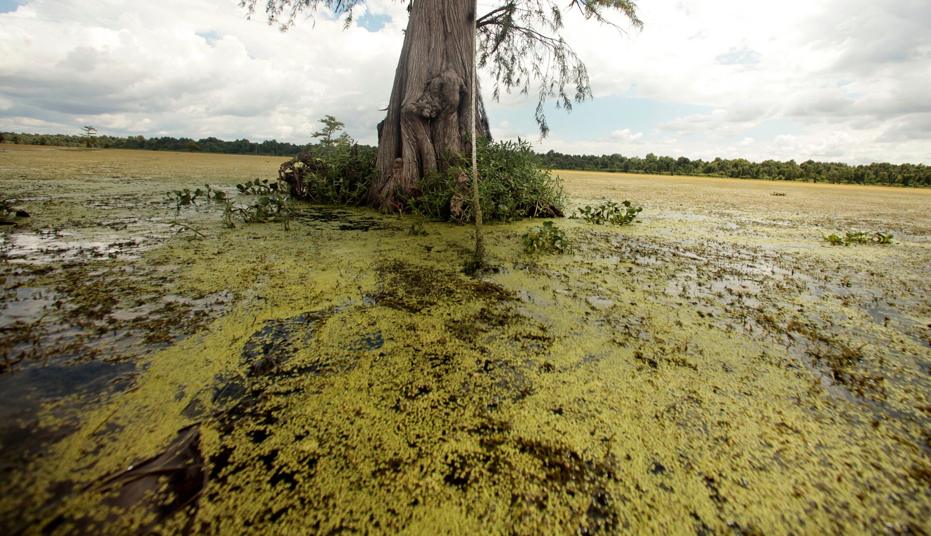 Hydrilla, eine nicht heimische, invasive Art und eine Gefahr für Jungvögel, die sie mit Land verwechseln. 