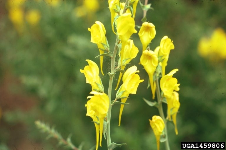 Dalmatinisches Leinkraut (Linaria dalmatica (Zinnweidenfalter))