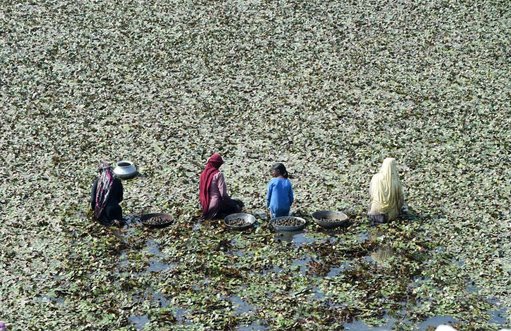 Eine Matte aus Wasserkastanienblättern in Pakistan.