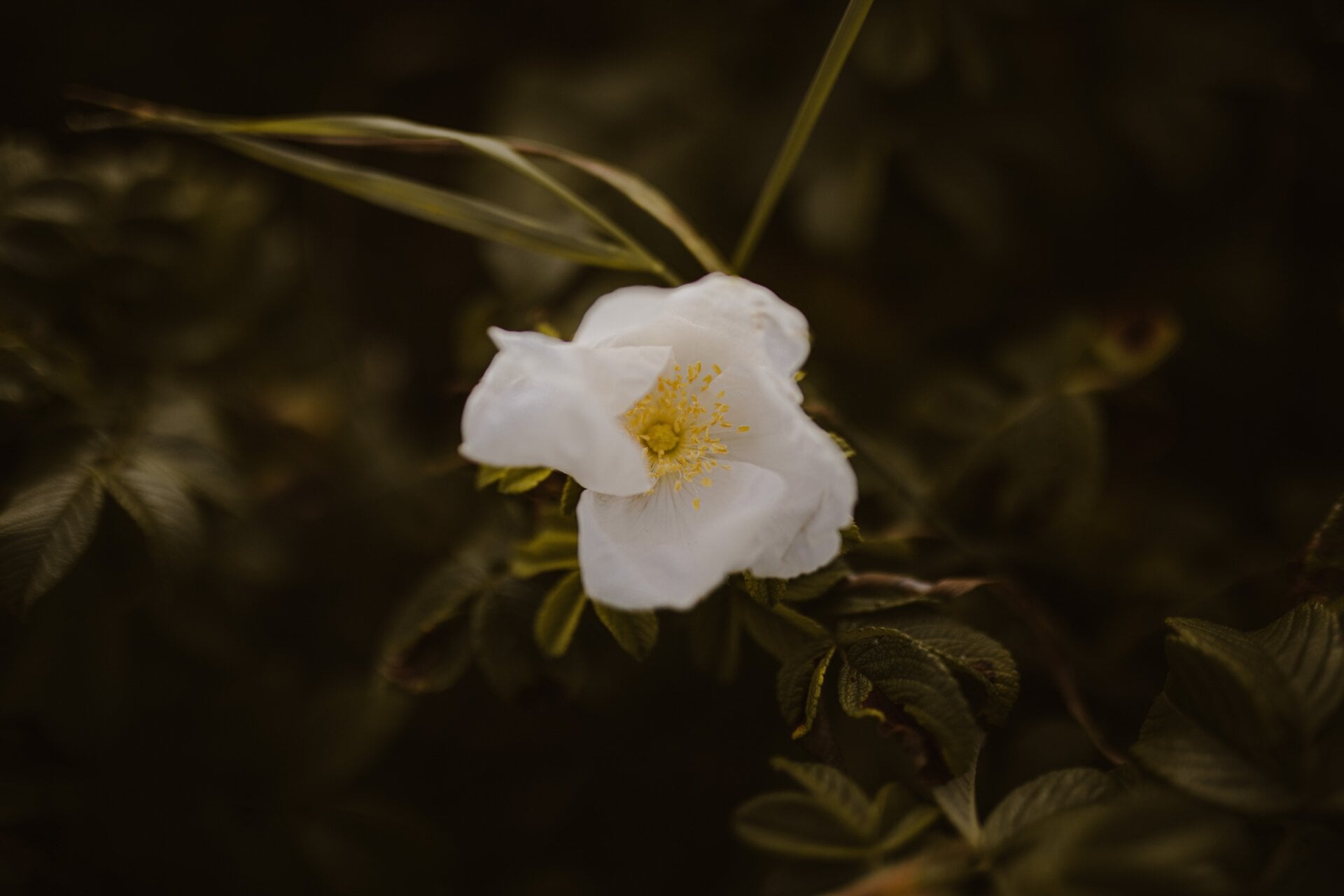 Eine Cherokee-Rose blühen. 