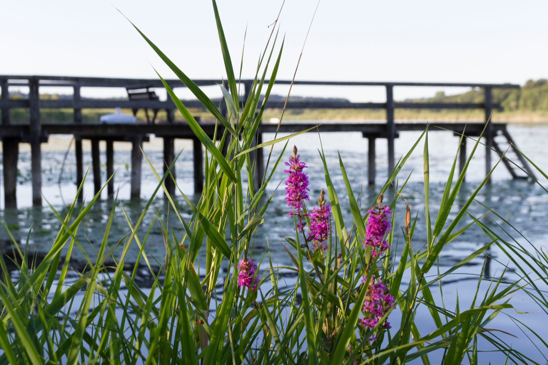 Blutweiderich (Lythrum salicania)
