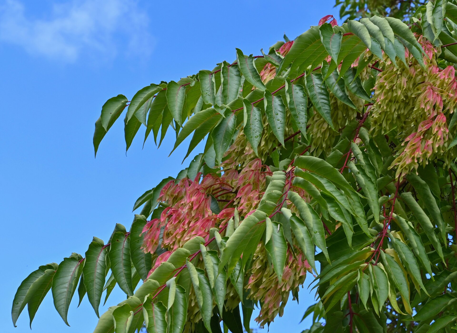 Der Baum der Götter gilt in Deutschland und auch in den USA als invasive Art. 