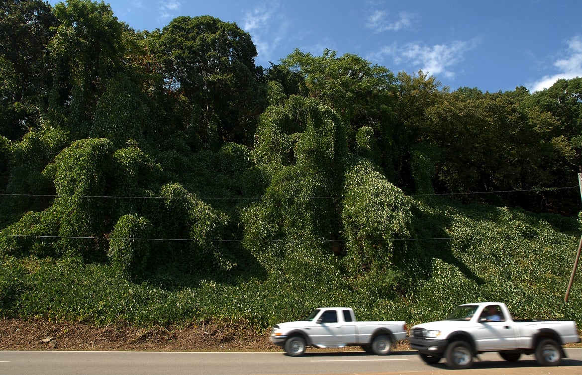 Ein von Kudzu befallener Hang in North Charleston, West Virginia. 