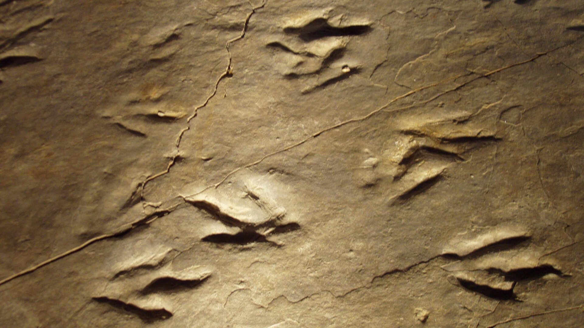 Eubrontes-Spurenfossilien aus dem Park.