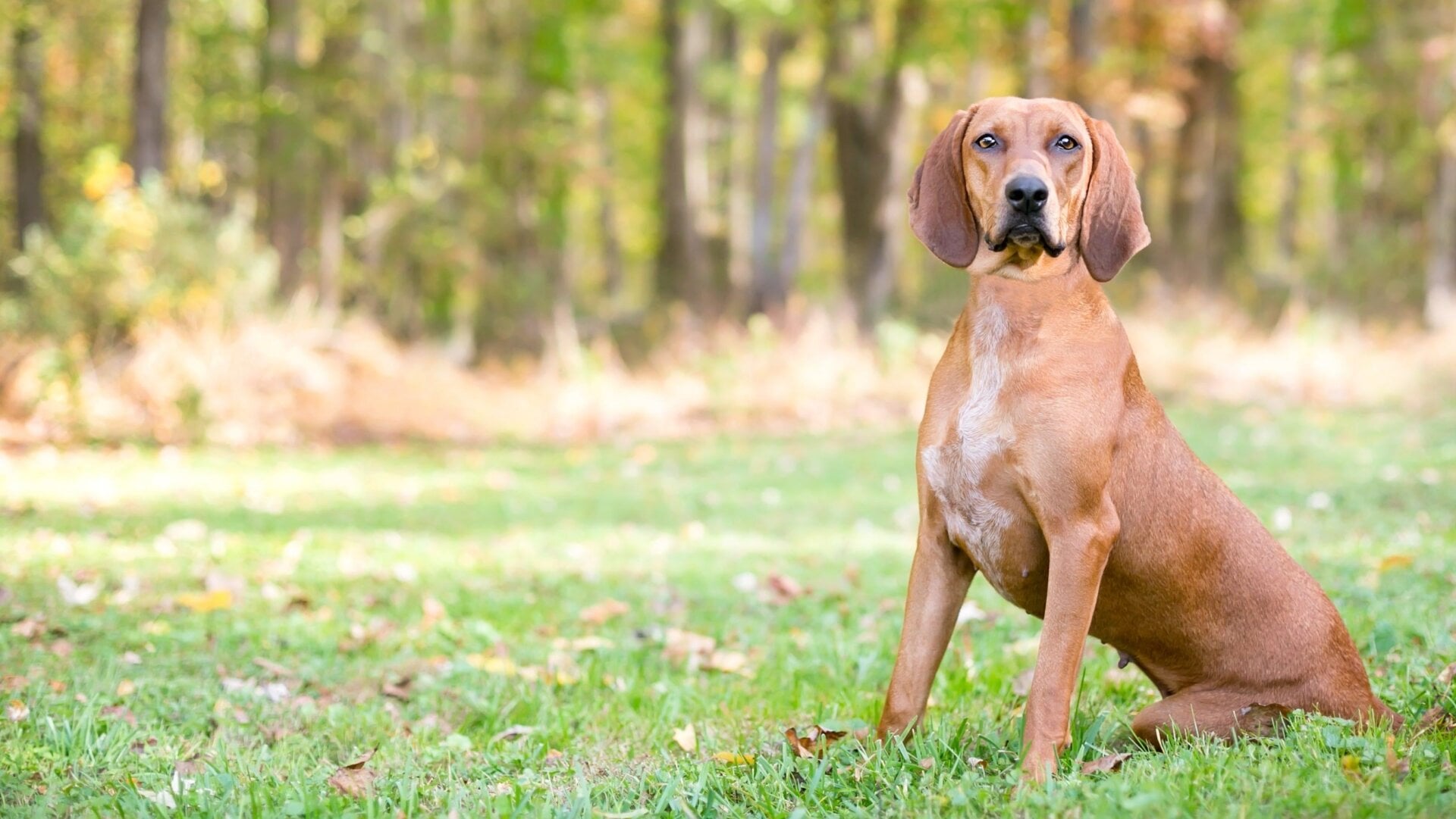 Ein Redbone-Coonhound.