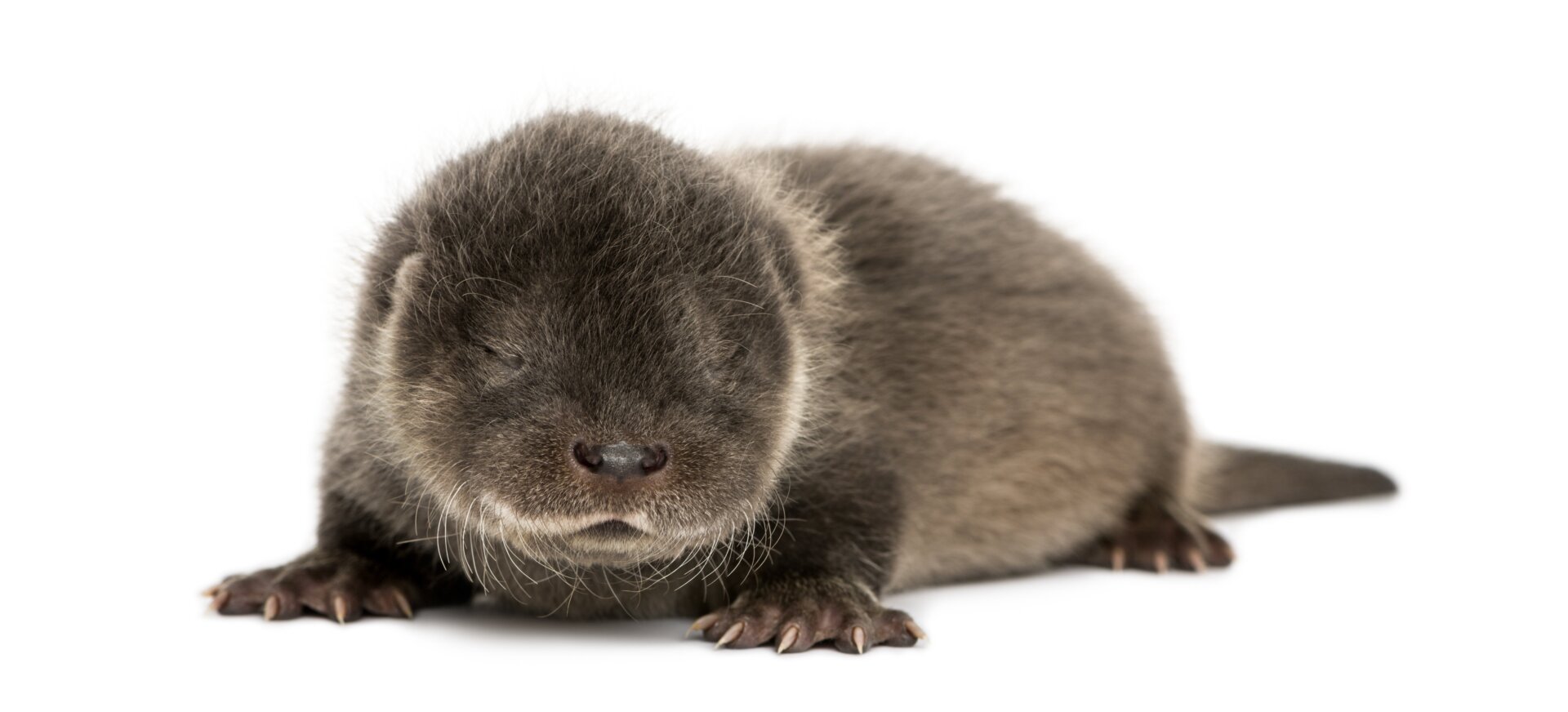Ein vier Wochen alter Otterwelpe schläft