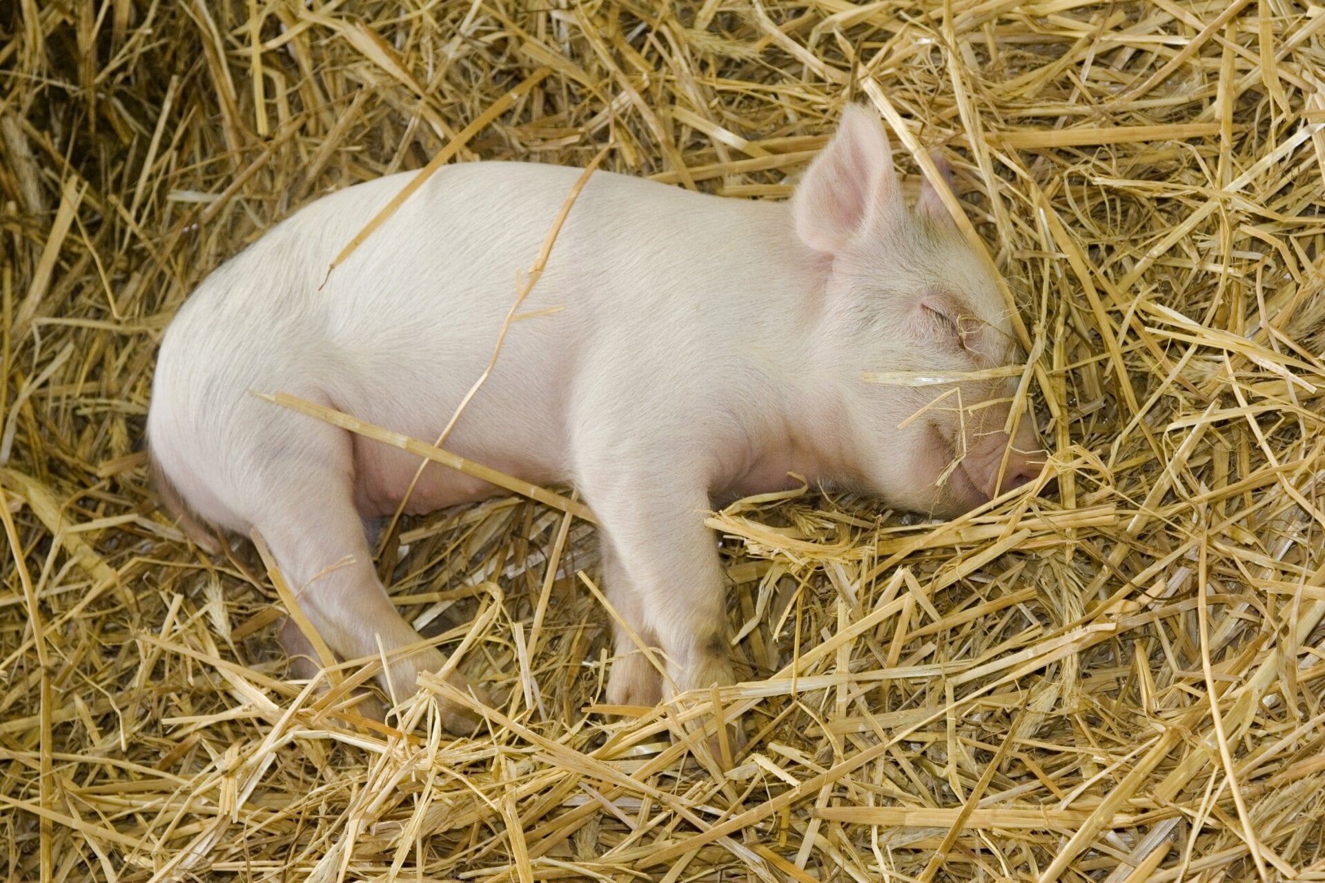 Ein Ferkel, das im Stroh schläft.