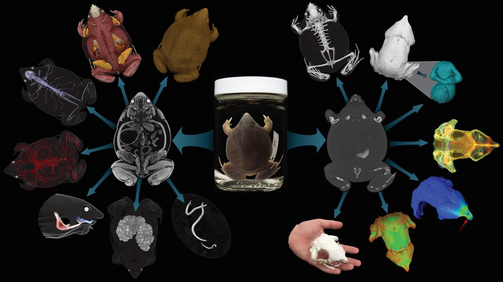 Das Projekt ermöglichte es Wissenschaftlern, viele verschiedene biologische Strukturen und Organe eines Tieres, darunter auch Frösche, detailliert zu beschreiben.