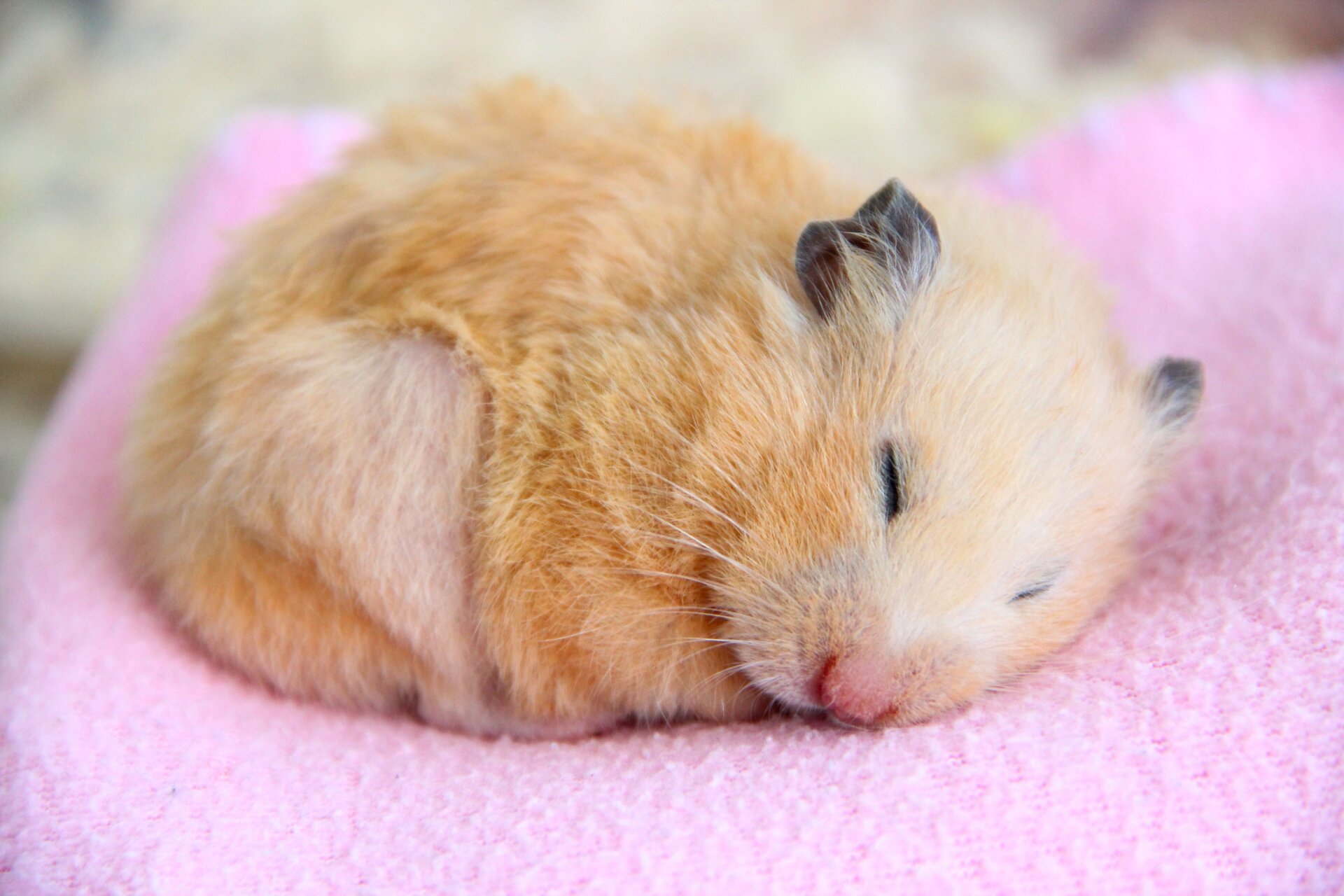Ein schlafender Goldhamster.