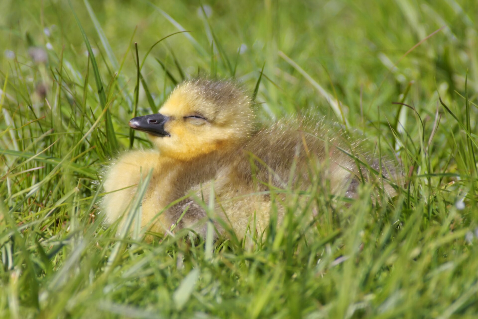 Ein kanadisches Gansbaby, das in der Sonne schläft 