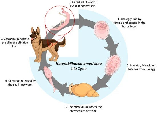 Eine Darstellung des komplexen Lebenszyklus des Wurms durch die Studienautoren.