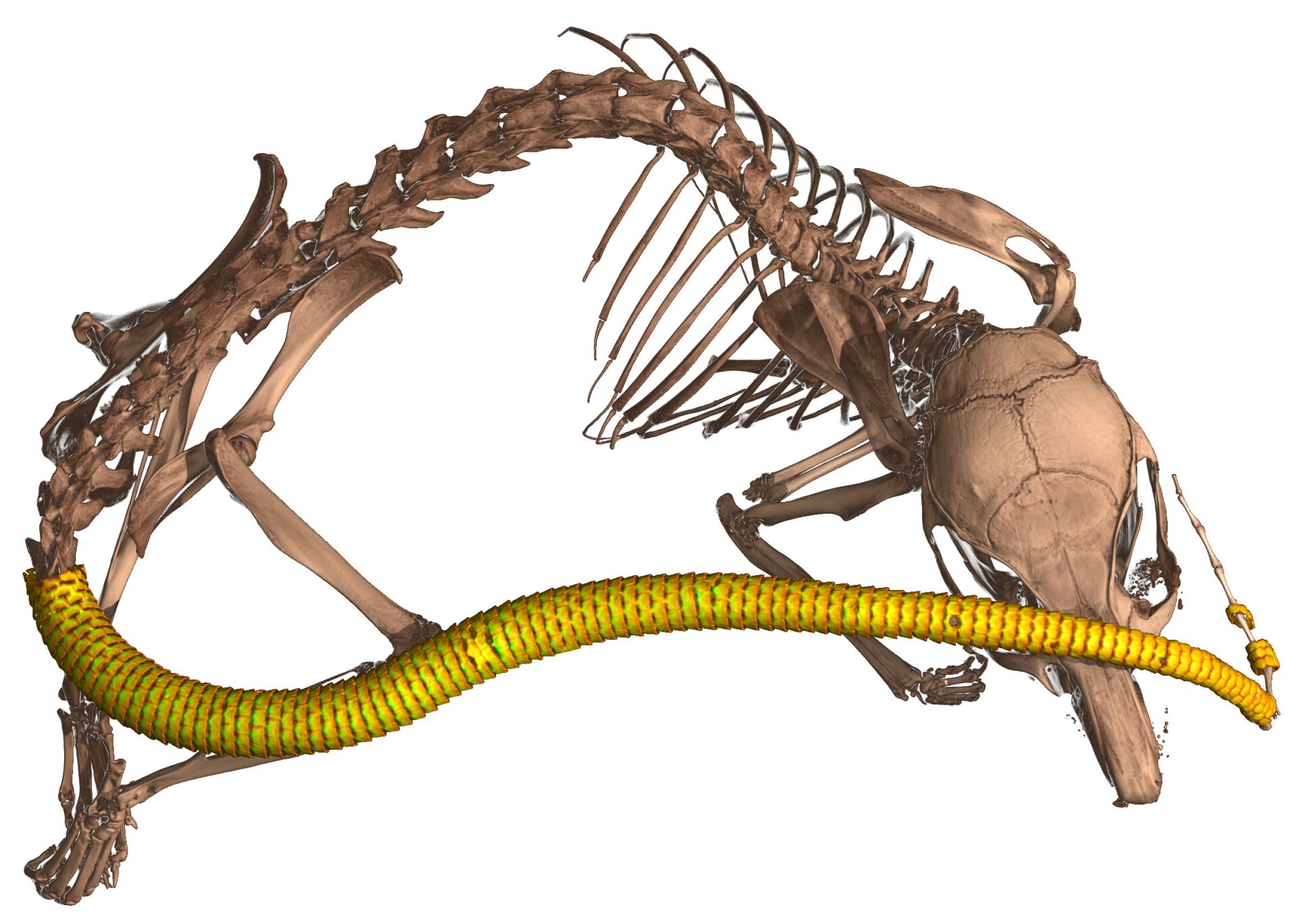 Dank des oVert-Projekts haben Wissenschaftler entdeckt, dass bestimmte Nagetiere, darunter Mitglieder der Gattung Stachelmäuse (Acomys), Knochenplattenstrukturen haben, die genannt werden Osteoderme, die ihren Schwanz bedecken.