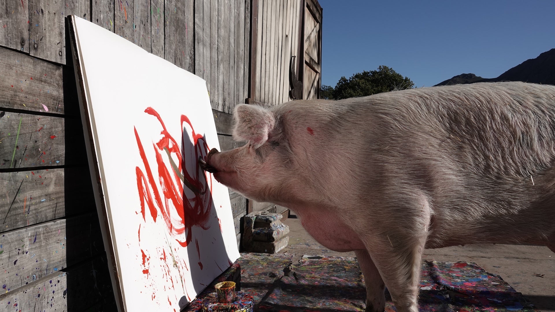 Pigcassos Gemälde wurden für Zehntausende Dollar verkauft. Die Schweinemalerin signierte ihr Werk mit ihrer Schnauze.