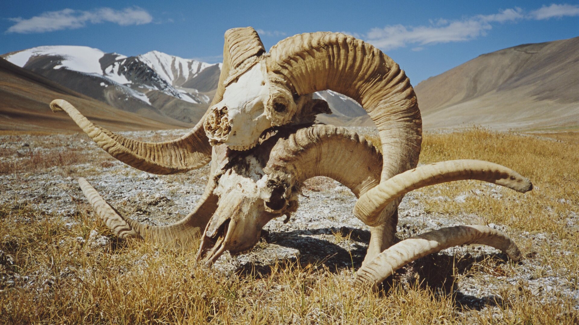 Aktenfoto, das die Schädel zweier Marco-Polo-Schafe im Wakhan-Korridor im Nordosten Afghanistans zeigt.