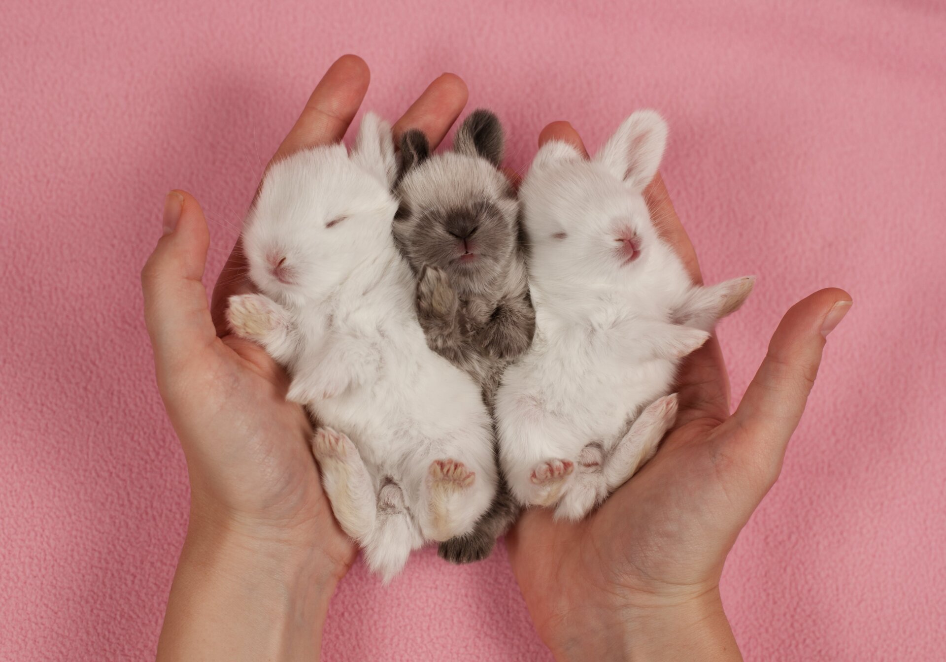 Drei schlafende Kaninchenbabys.