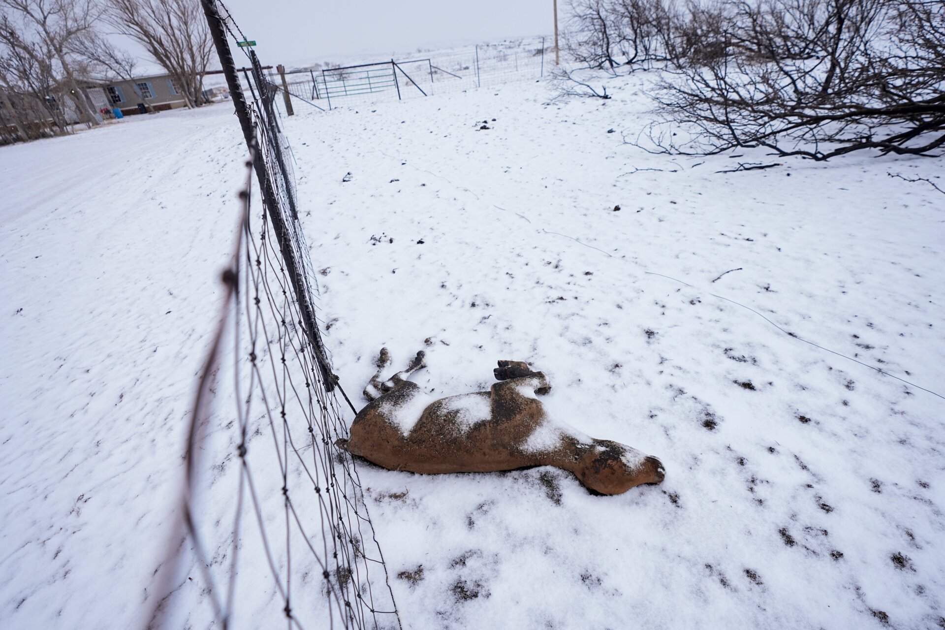 Schnee bedeckt ein Kalb, das durch den Brand von Smokehouse Creek getötet wurde, Donnerstag, 29. Februar 2024, in Fritch, Texas.