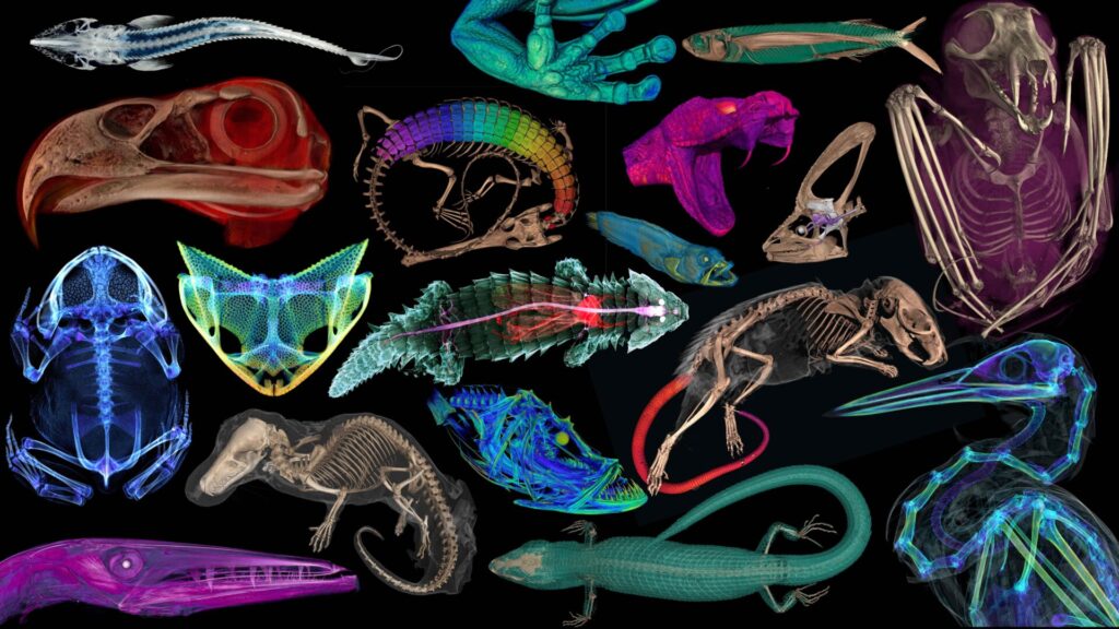 Image: openVertebrate