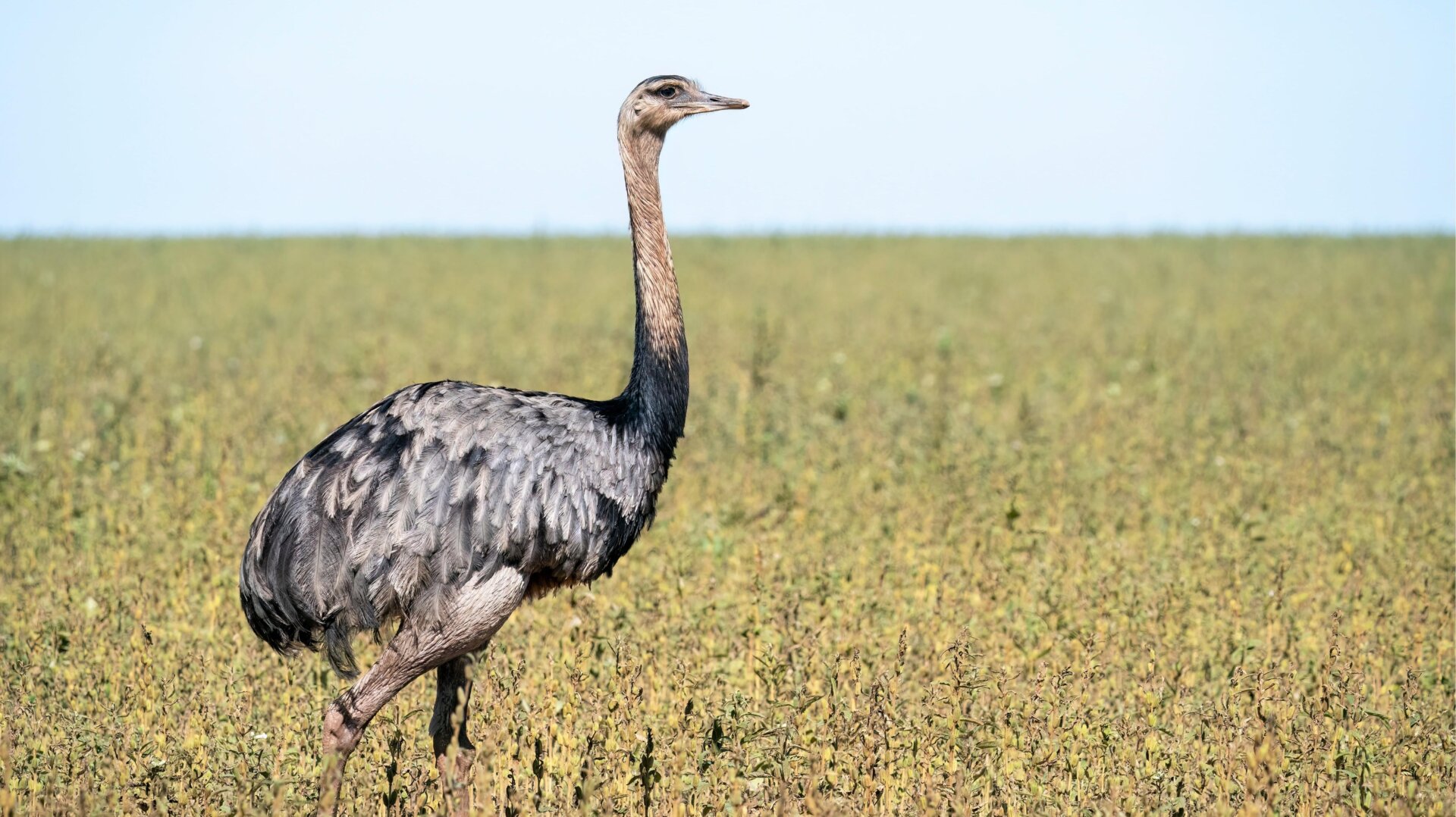 A rhea in Brasilien.