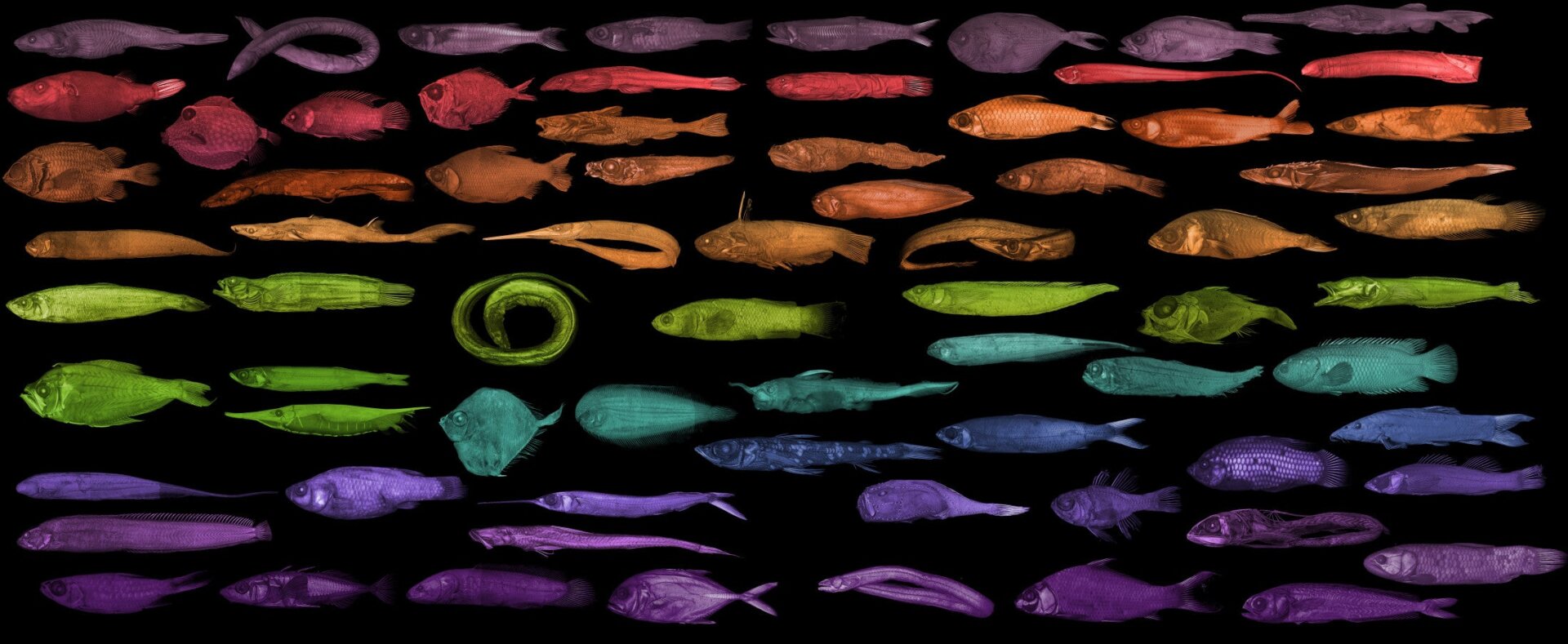 Eine kleine Auswahl der vielen vom Projekt gescannten Fische.