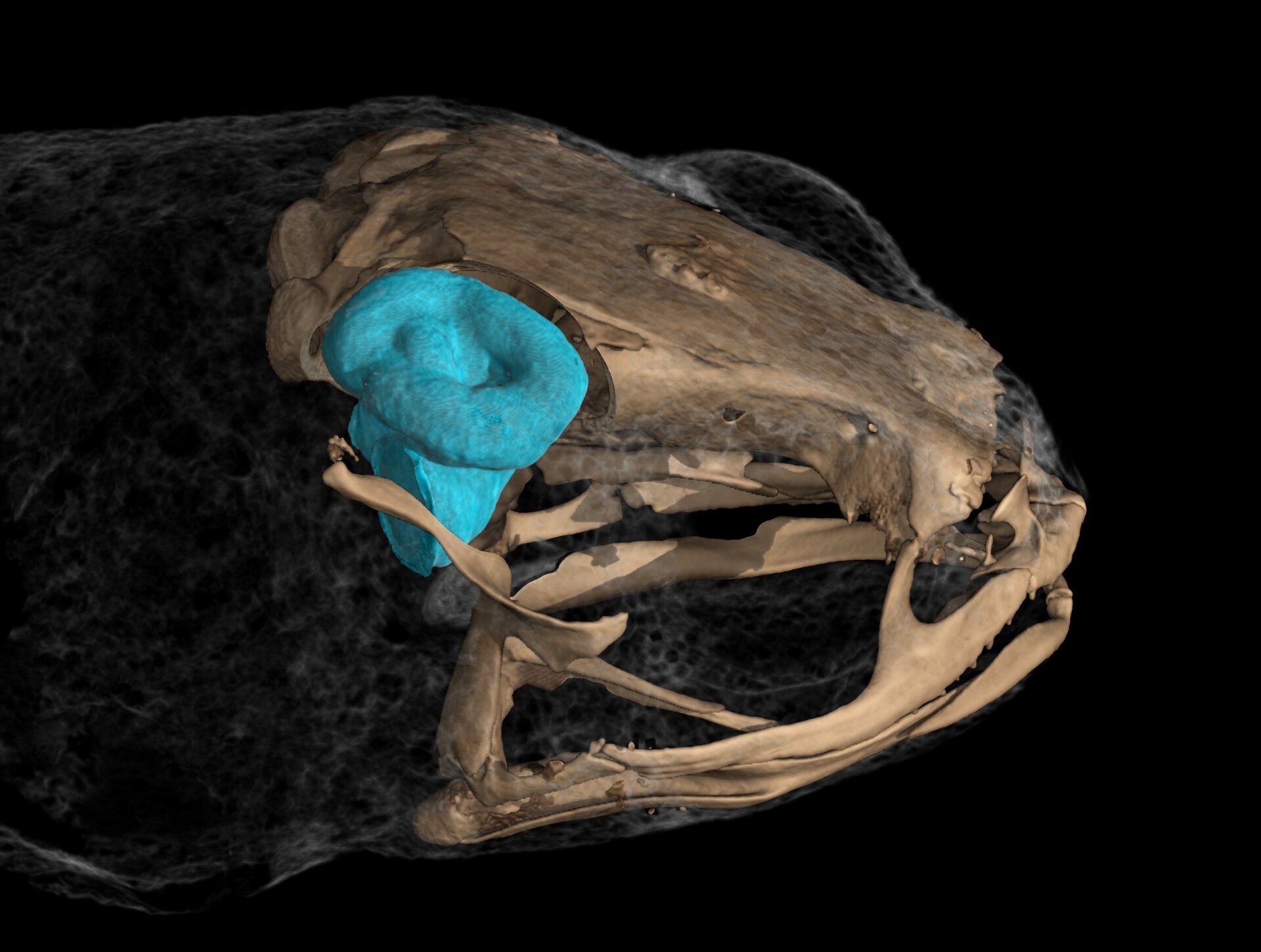 Eine Nahaufnahme des Vestibularsystems eines Brachycephalus-Frosches, der kleinsten, die jemals bei Wirbeltieren gesehen wurde.