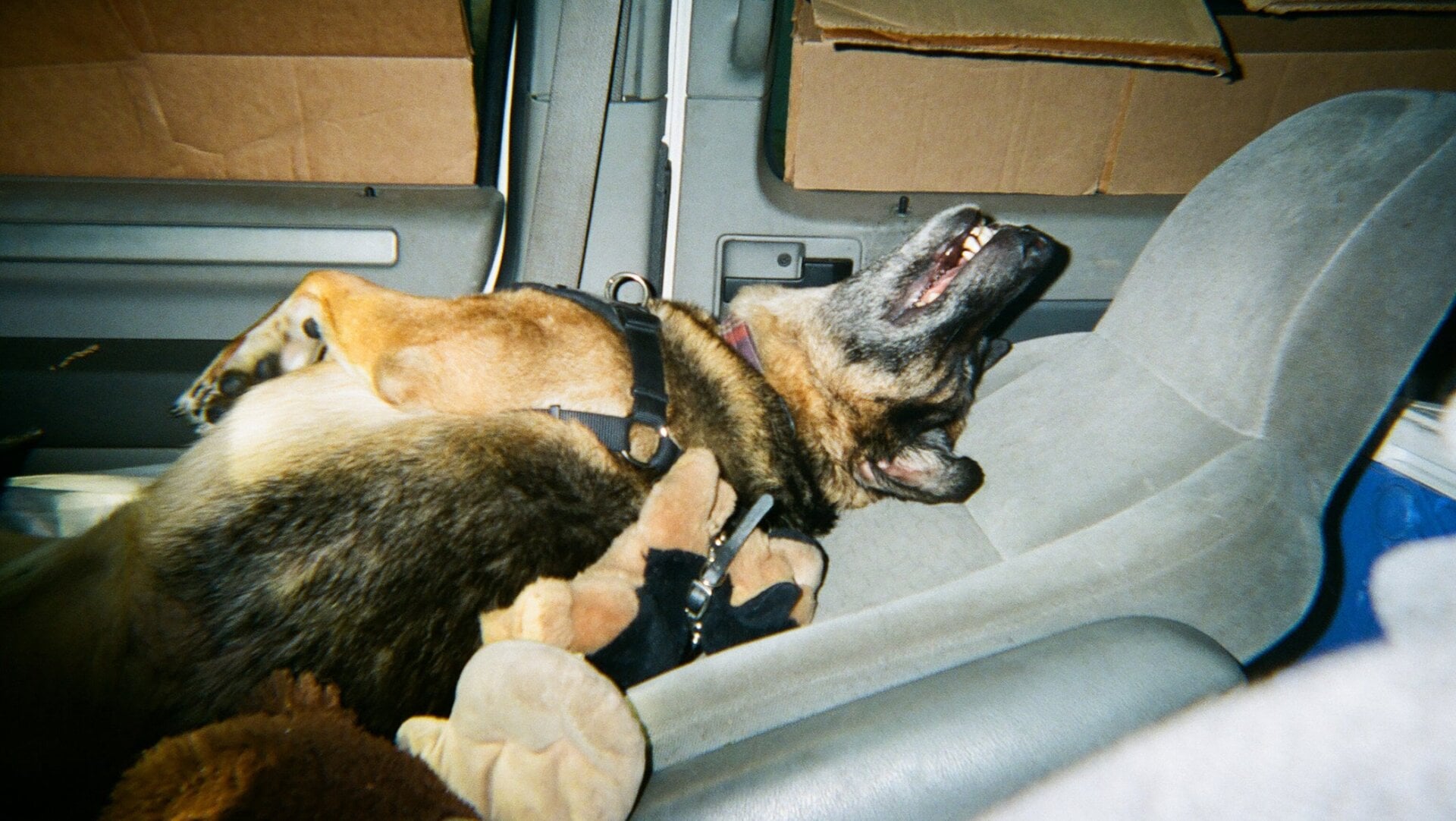 George, der Hund, spielt mit ihrem Affen, nachdem er aus der Tierhaltung zurückgebracht wurde.