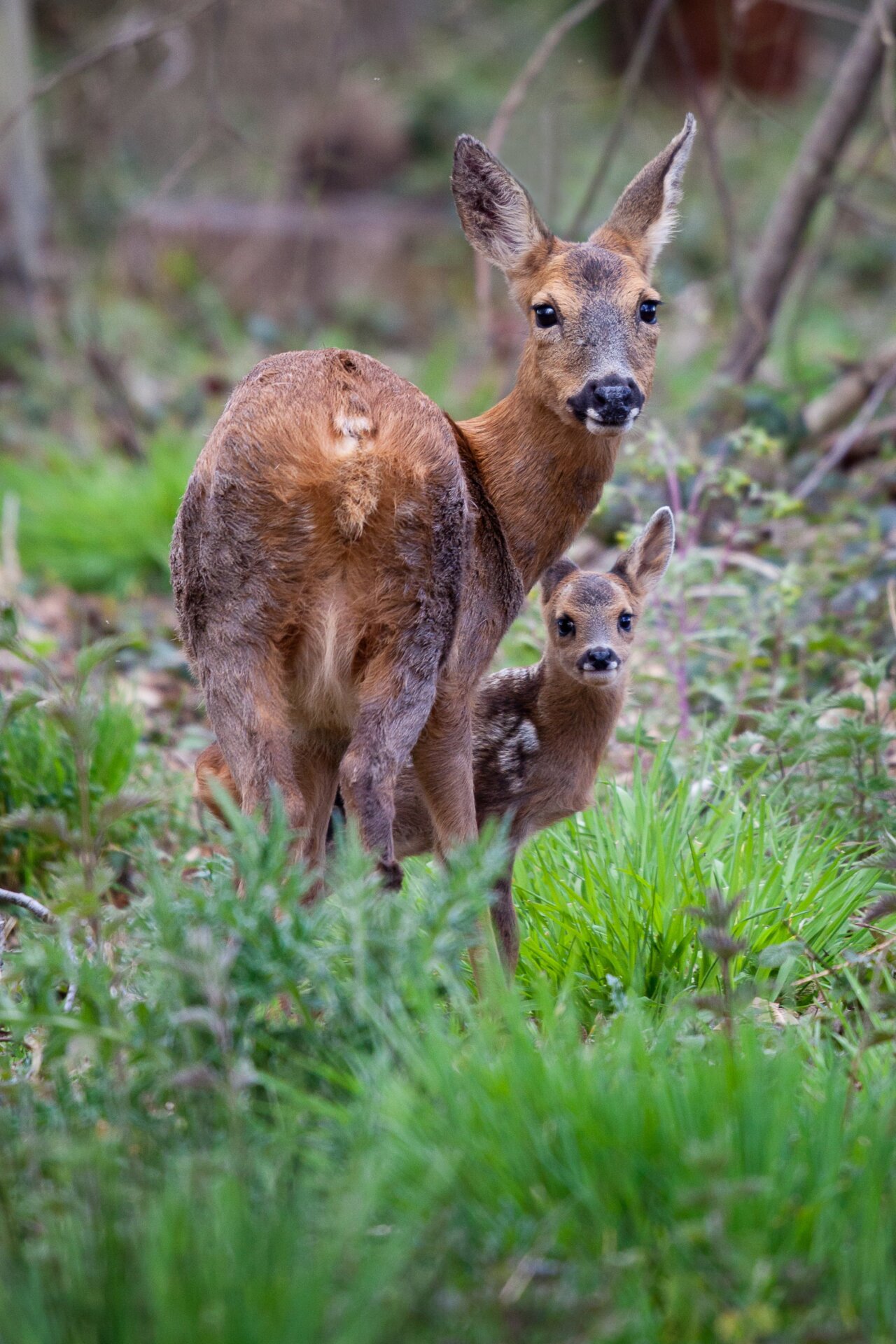 Photo: © Felix Walker-Nix / British Wildlife Photography Awards
