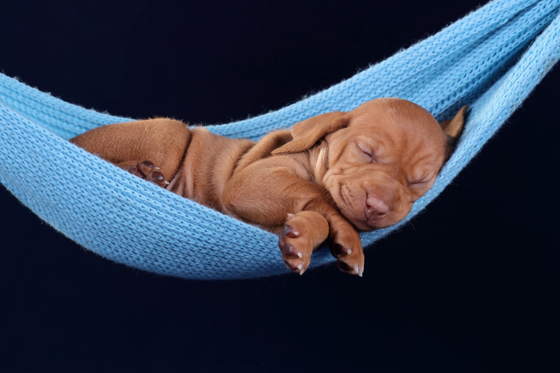 Ein ungarischer Vizsla-Welpe, der in einer Hängematte schläft