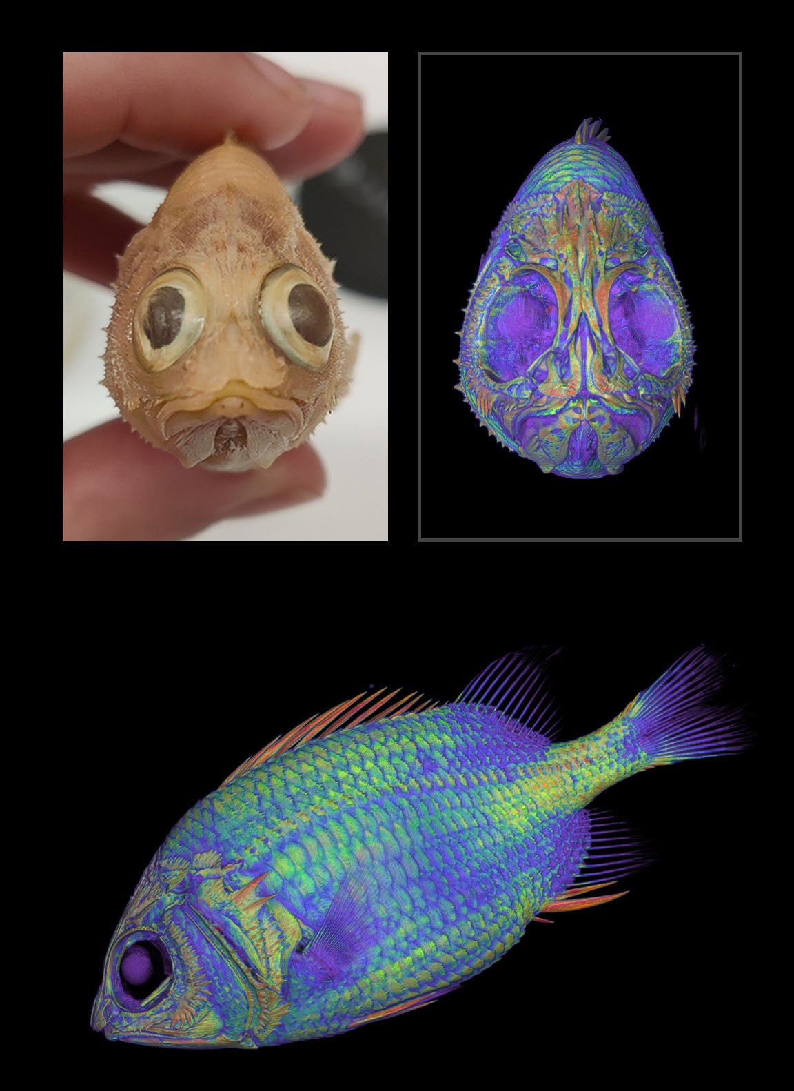 Kleine Fische kommen im oVert-Projekt häufig vor.