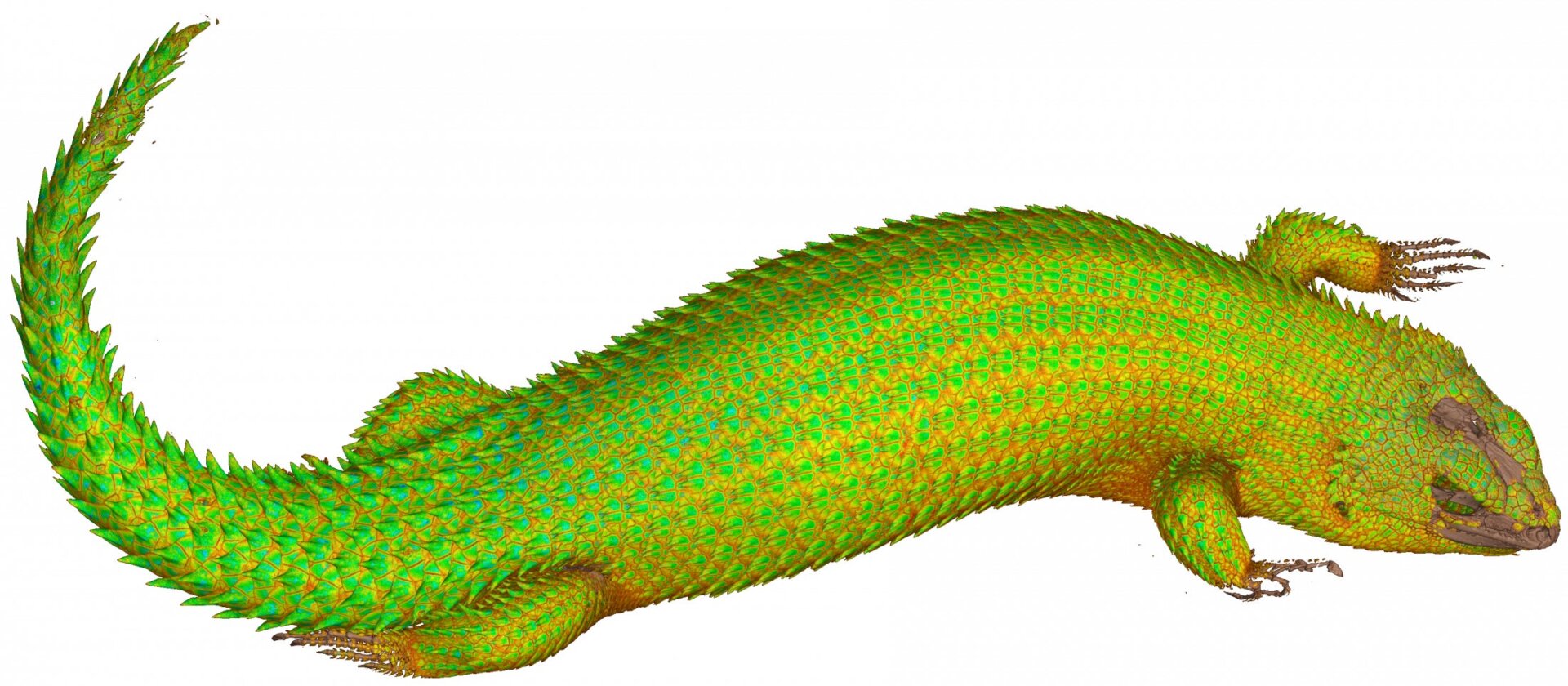 Dies ist ein Hosmer-Stachelschwanzskink oder Egernia hosmeri. 
