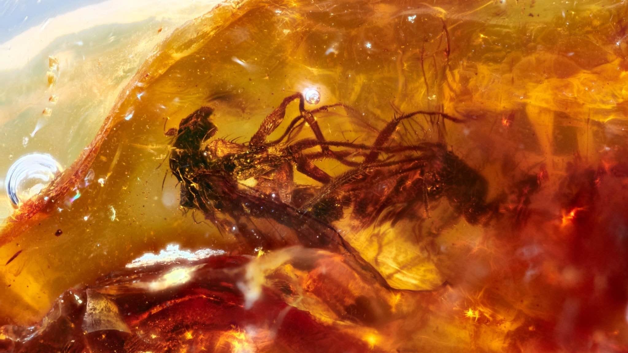 Paarungsfliegen in 41 Millionen Jahre altem Bernstein gefunden.
