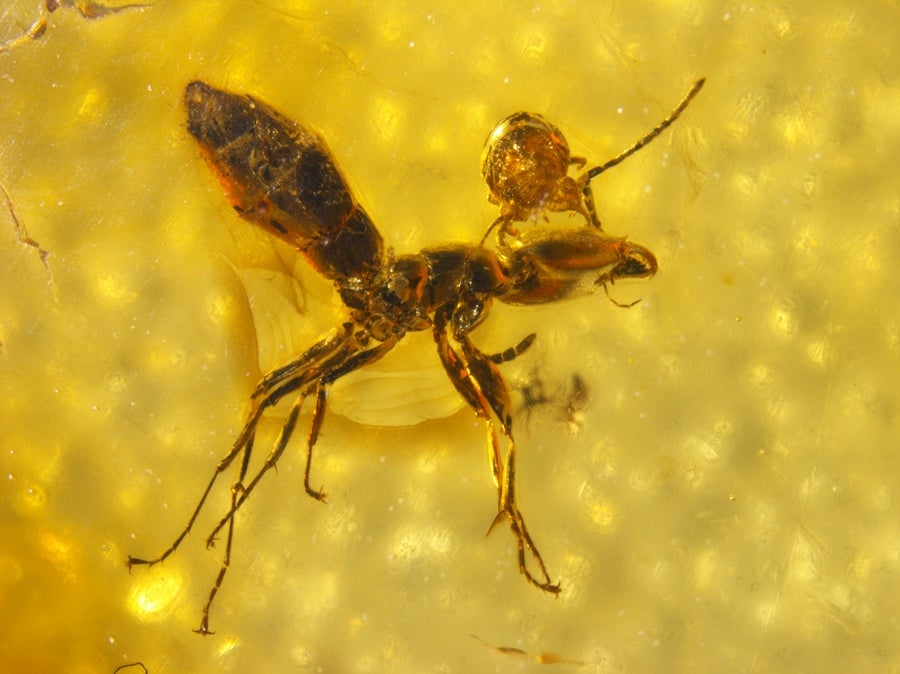  auf der Schlupfwespe, die möglicherweise zur Zeit Spinneneier wilderte (uuu). Dieses Stück Bernstein – das erste,dassdokumentiert wurde Ein Spinnenangriff wurde in Myanmar entdeckt und geht auf die späte Kreidezeit vor 97 bis 110 Millionen Jahren zurück.