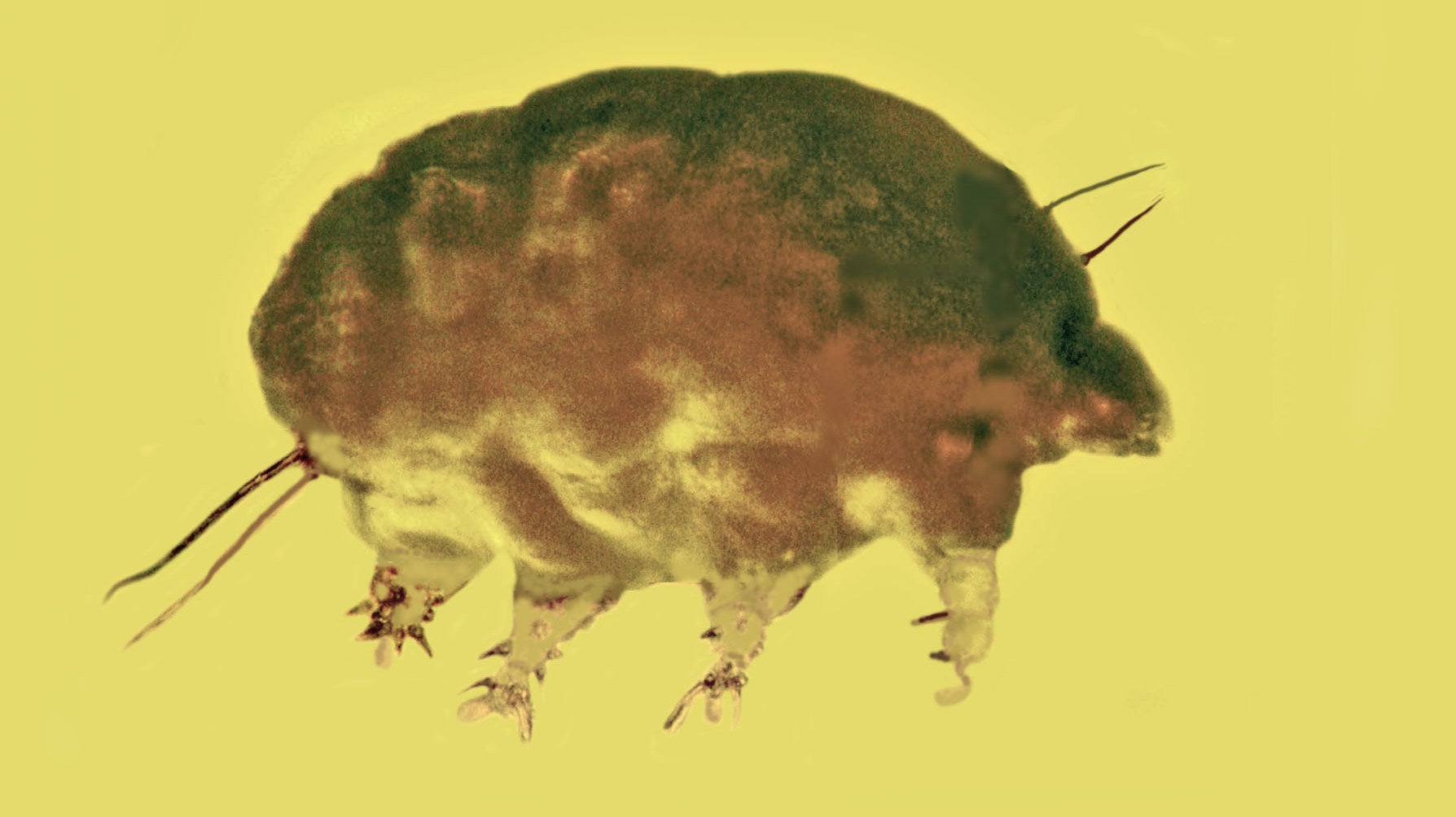 Ein Schimmelschwein aus Bernstein, gesehen durch ein Mikroskop.