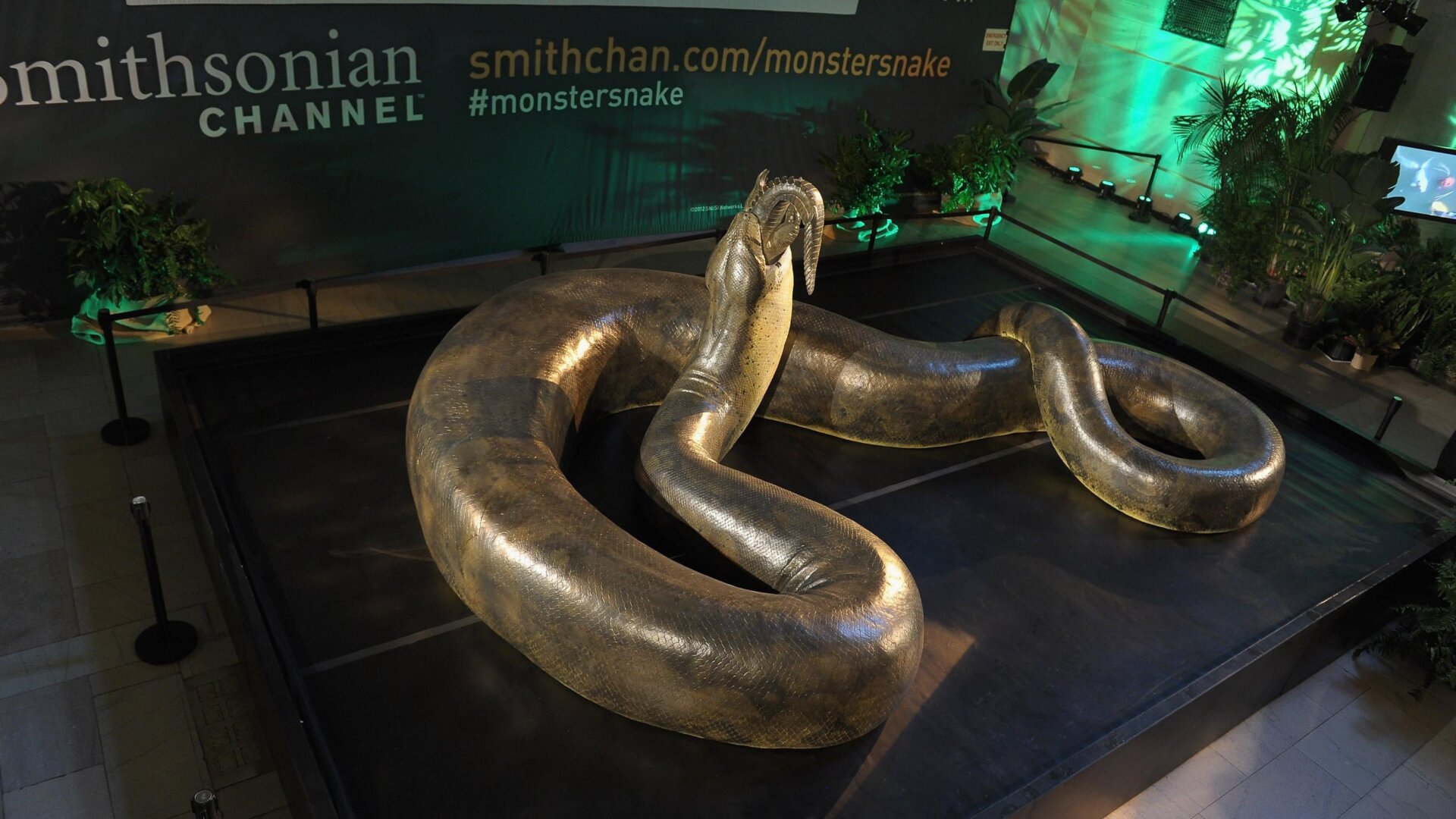 Eine lebensgroße Rekonstruktion von Titanoboa. Vasuki könnte länger gewesen sein.