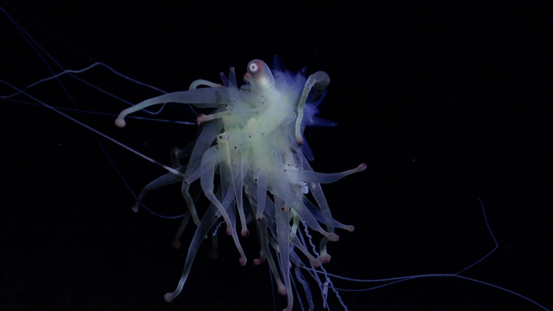 Eine Siphonophore von Bathyphysa, die während Tauchgang 677 gefunden wurde.