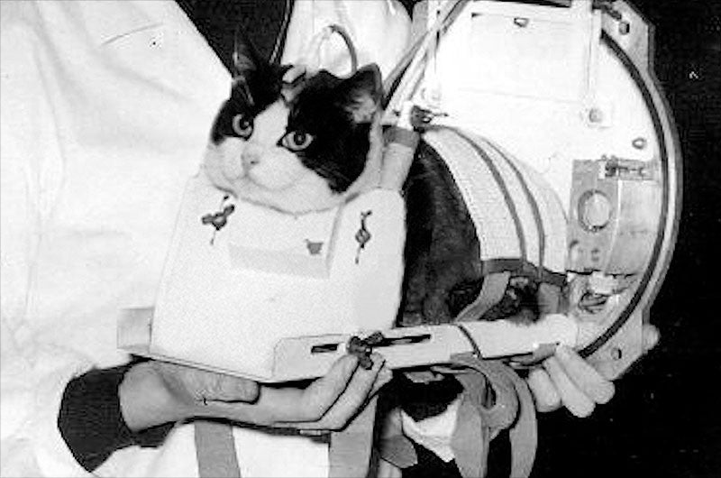 Félicette in ihrer Trage vor dem historischen Flug. 