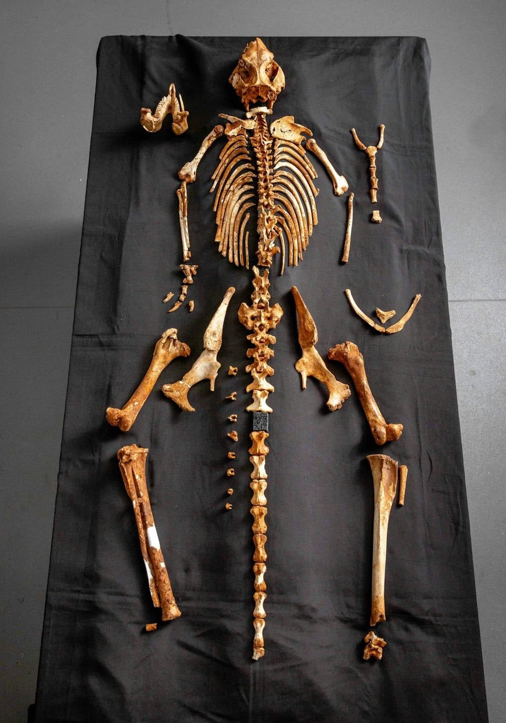 Das fossile Skelett von S. occidentalis ist zu 71&nbsp;% vollständig.