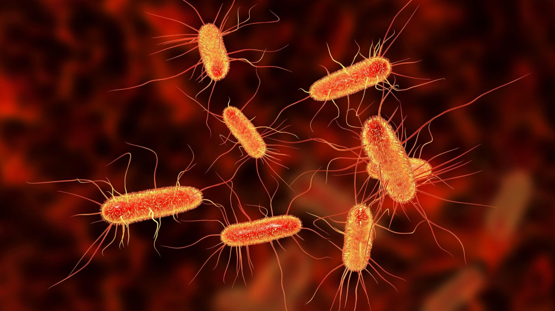 Es könnte schlimmer sein. Zumindest diese Escherichia coli Bakterien haben keine Giftzähne.