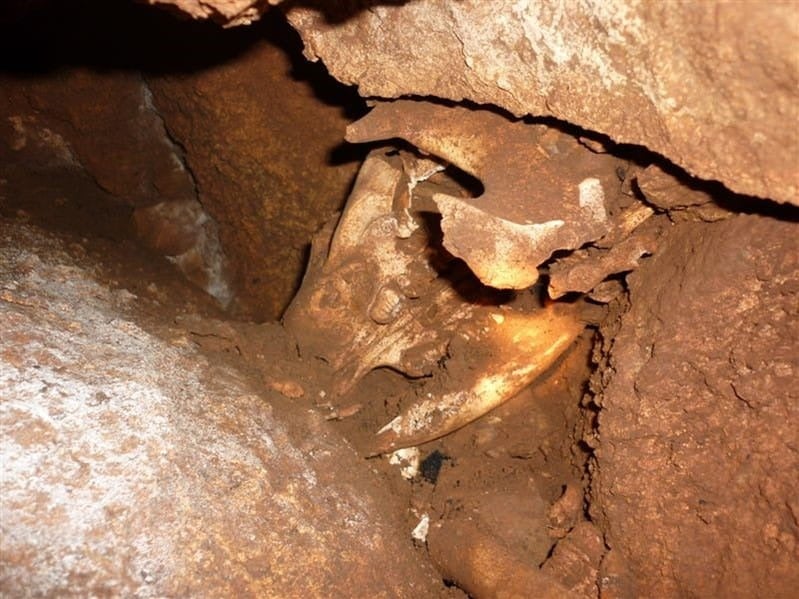 Der Schädel des Kängurus wie er erst im Inneren der Höhle gesehen wurde. 