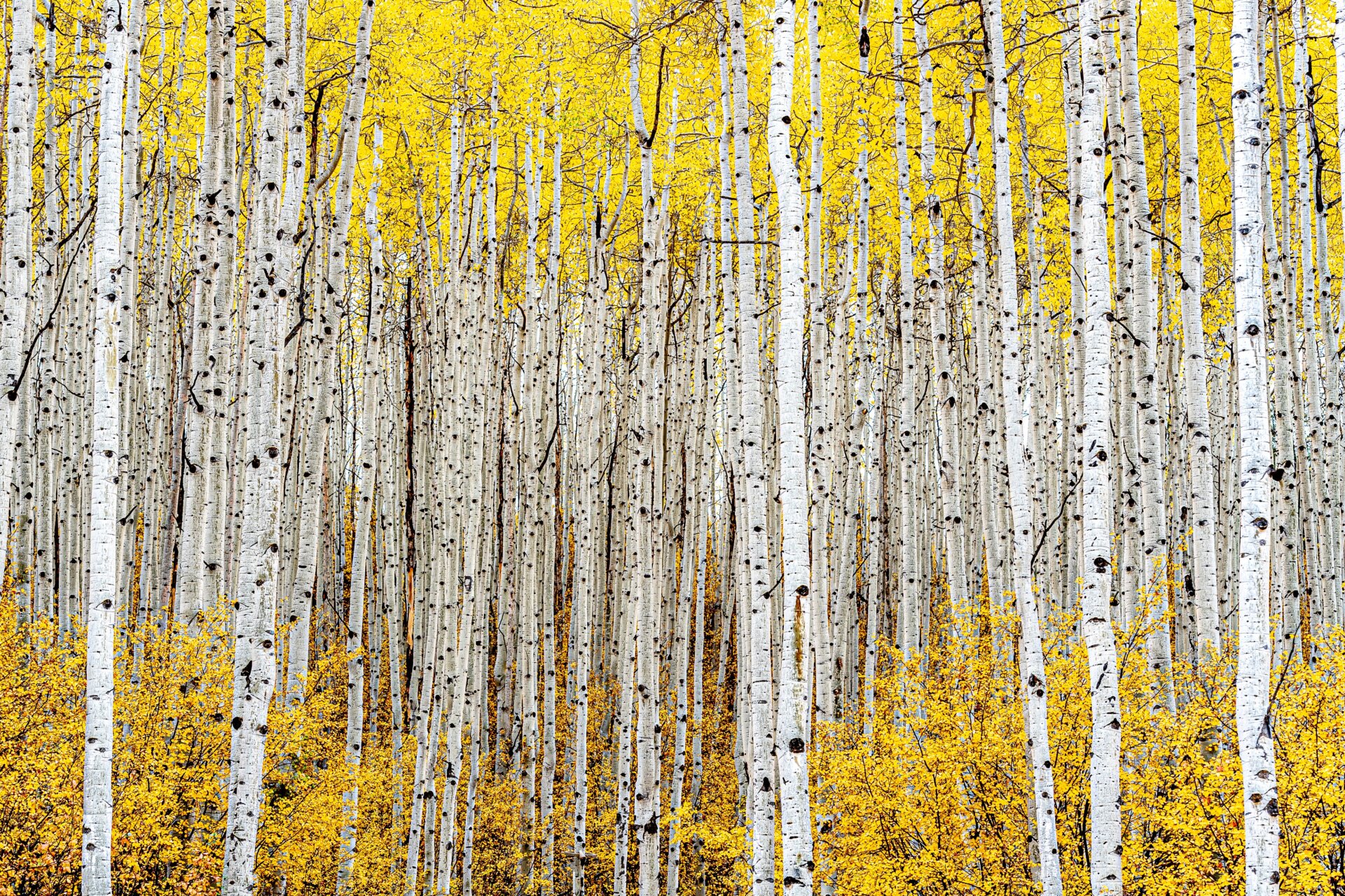 Photo: Robert J. Ross