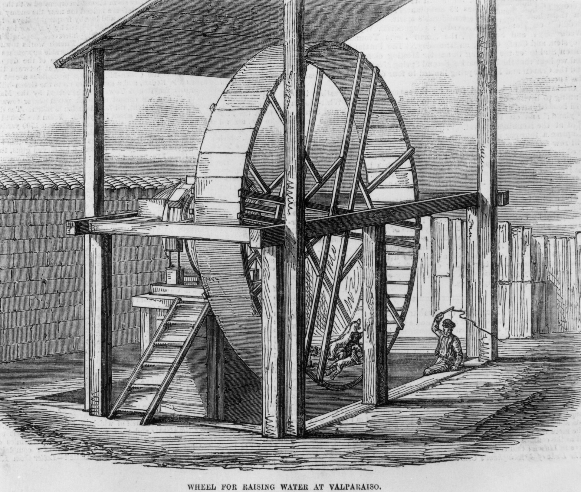 Vier Hunde treiben 1855 in Valparaiso, Chile, unter Aufsicht eines Mannes mit einer Peitsche ein Rad zum Pumpen von Wasser an. 