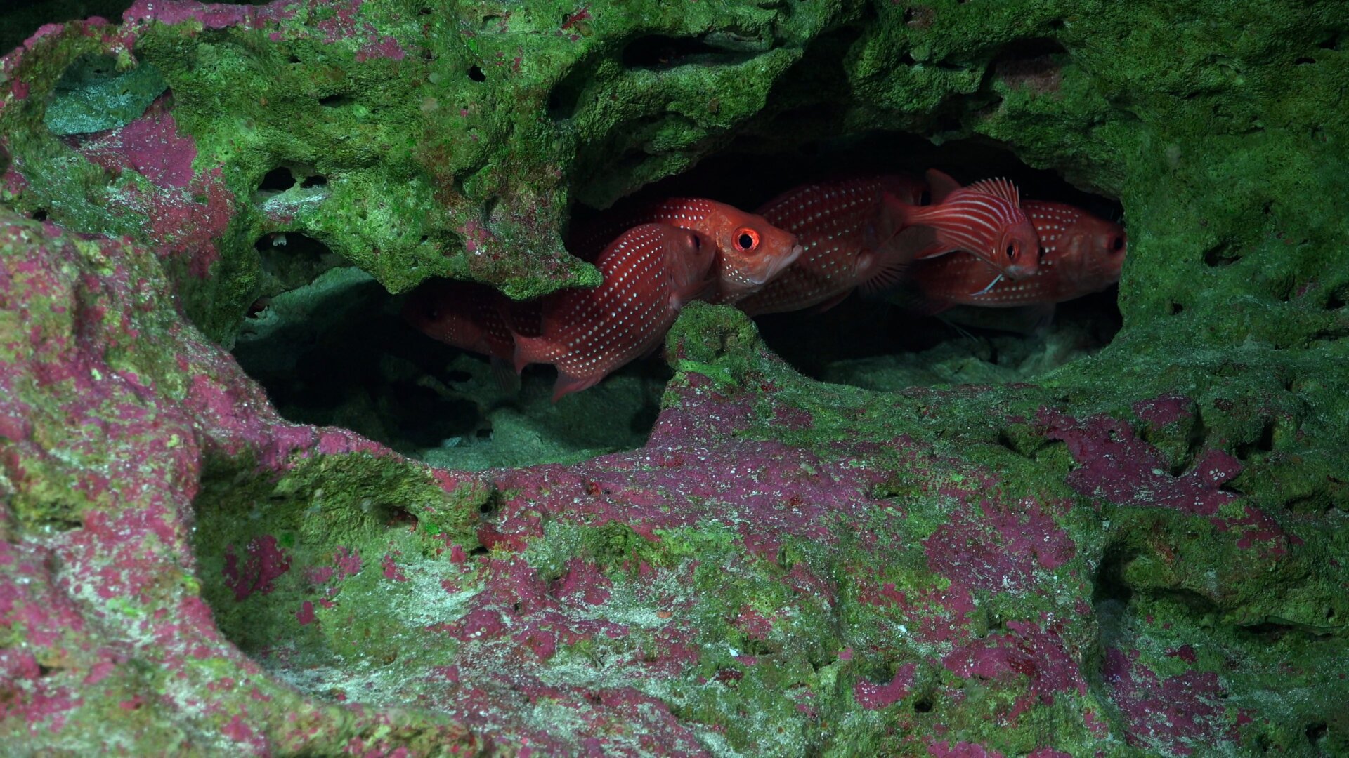 Während Tauchgang 668 gesichteter Fisch.