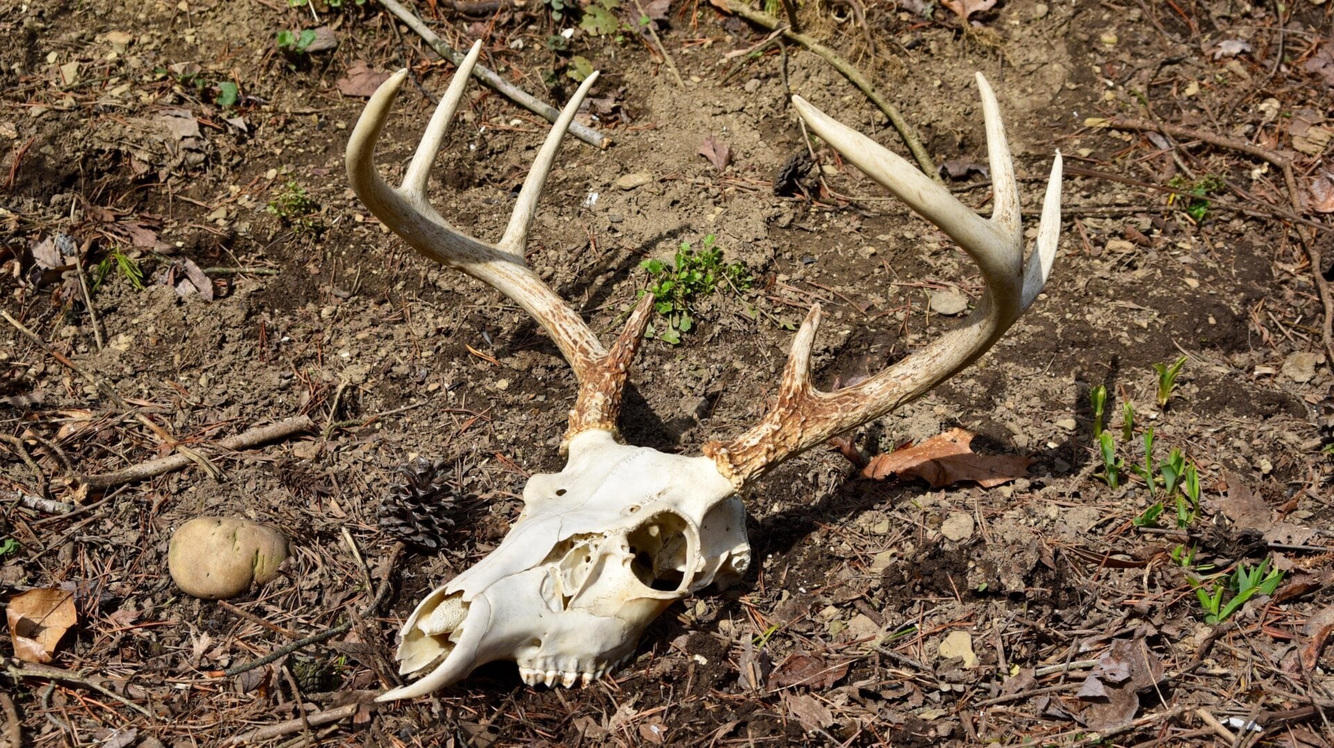Der Schädel und das Geweih eines Achtender-Weißwedelhirsches im Wald.