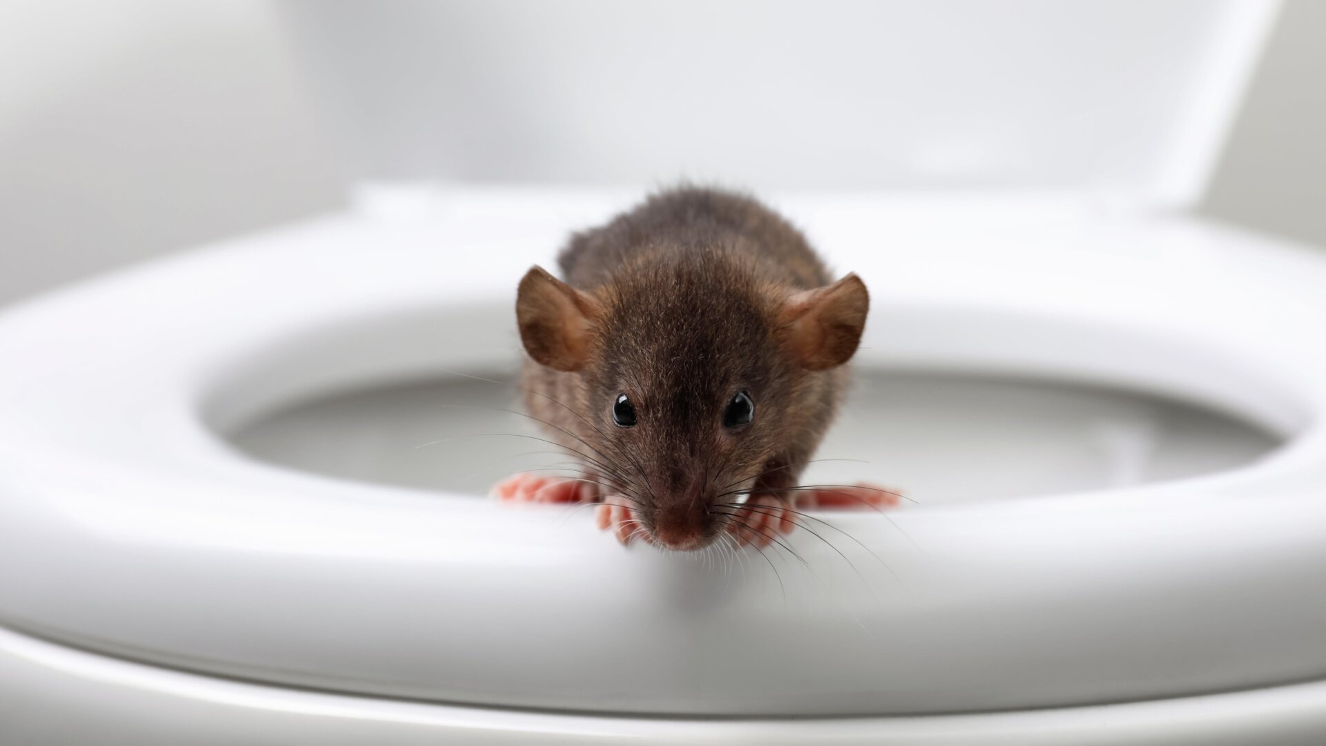 Eine Ratte auf einer Toilettenschüssel.