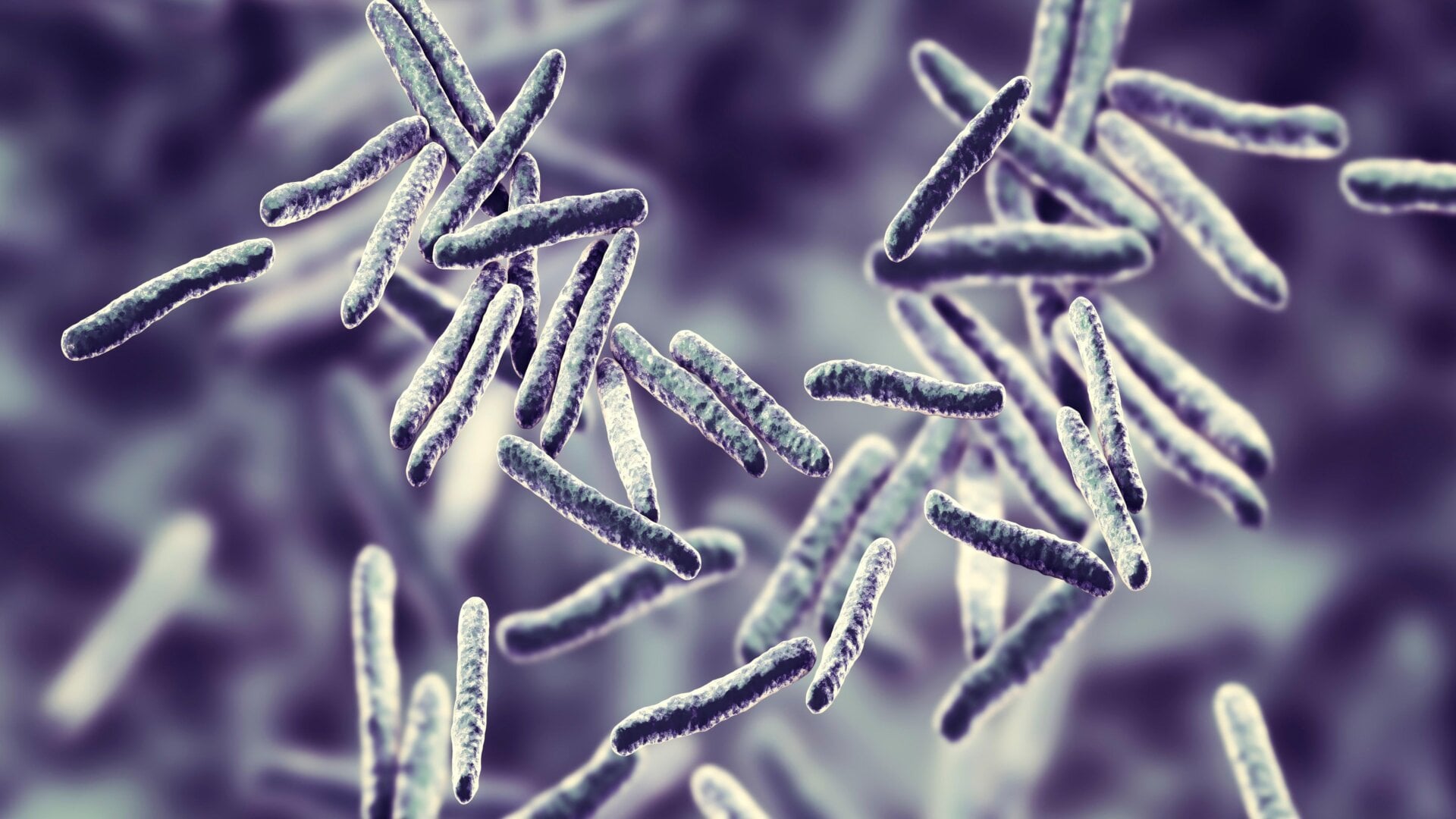 Eine Illustration von Mycobacterium tuberculosis Bakterien, die stäbchenförmigen Bakterien, die Tuberkulose verursachen.