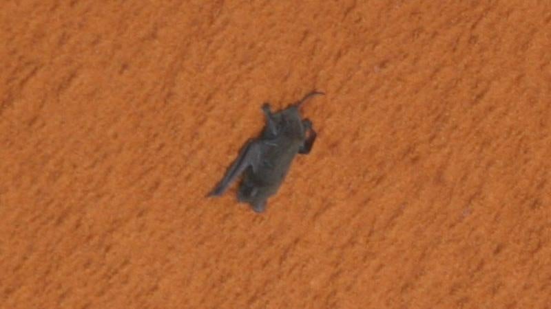Eine Fledermaus, die sich 2009 an den Treibstofftank eines Space Shuttle klammert.