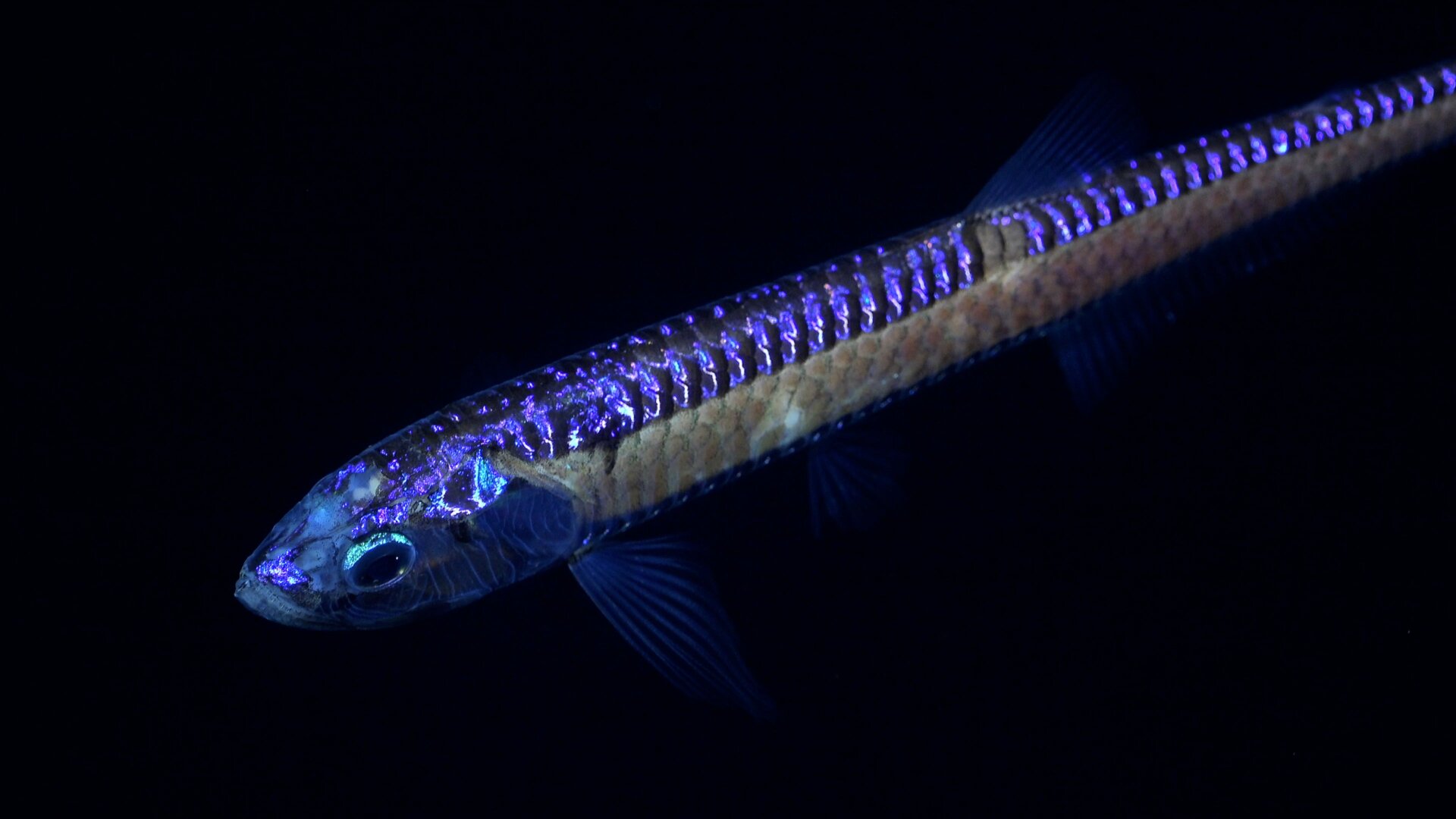Ein Tiefsee-Drachenfisch, der während Tauchgang 674 gefunden wurde.